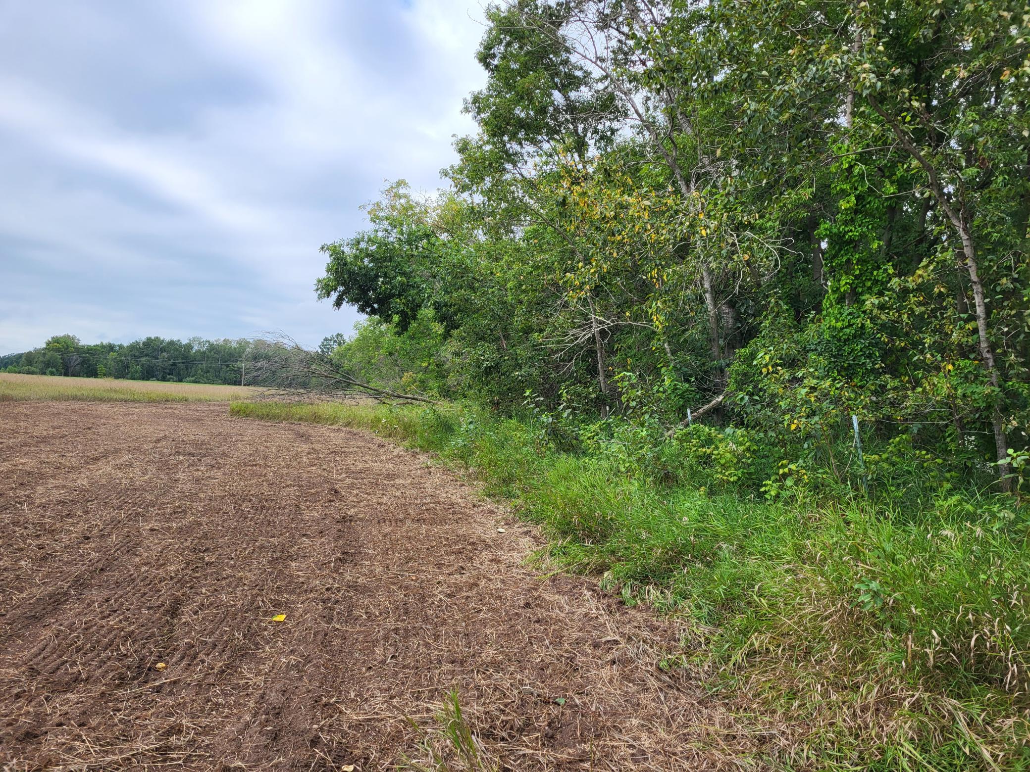 Rural field bordered by dense trees and tall grass.