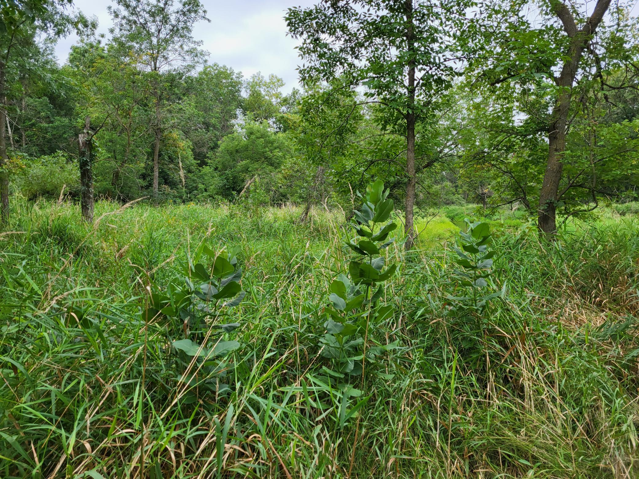 Grassy, overgrown land bordered by mature trees and dense woodland