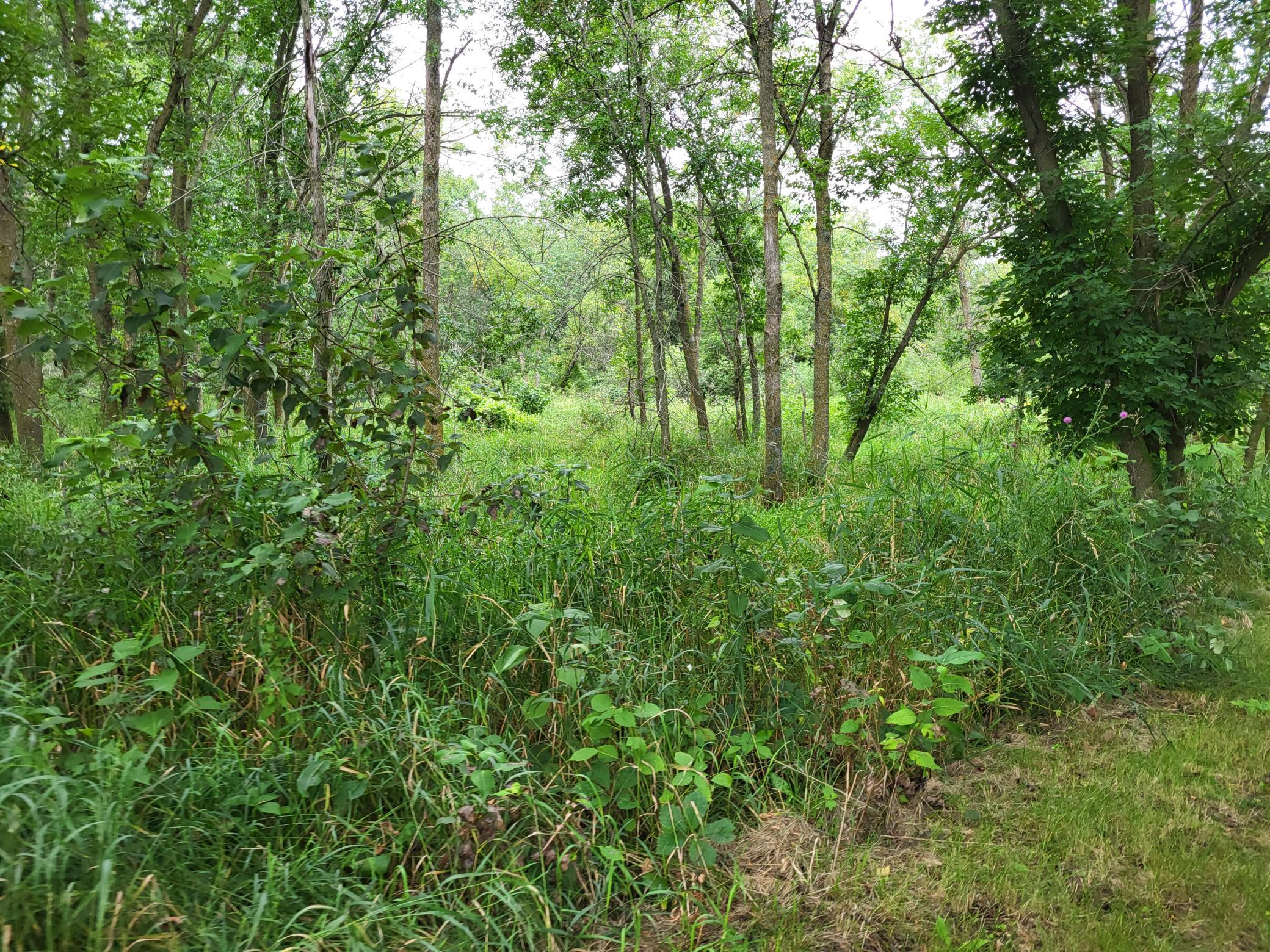 Wooded land with mature trees and dense grasses beside a mown grassy edge.
