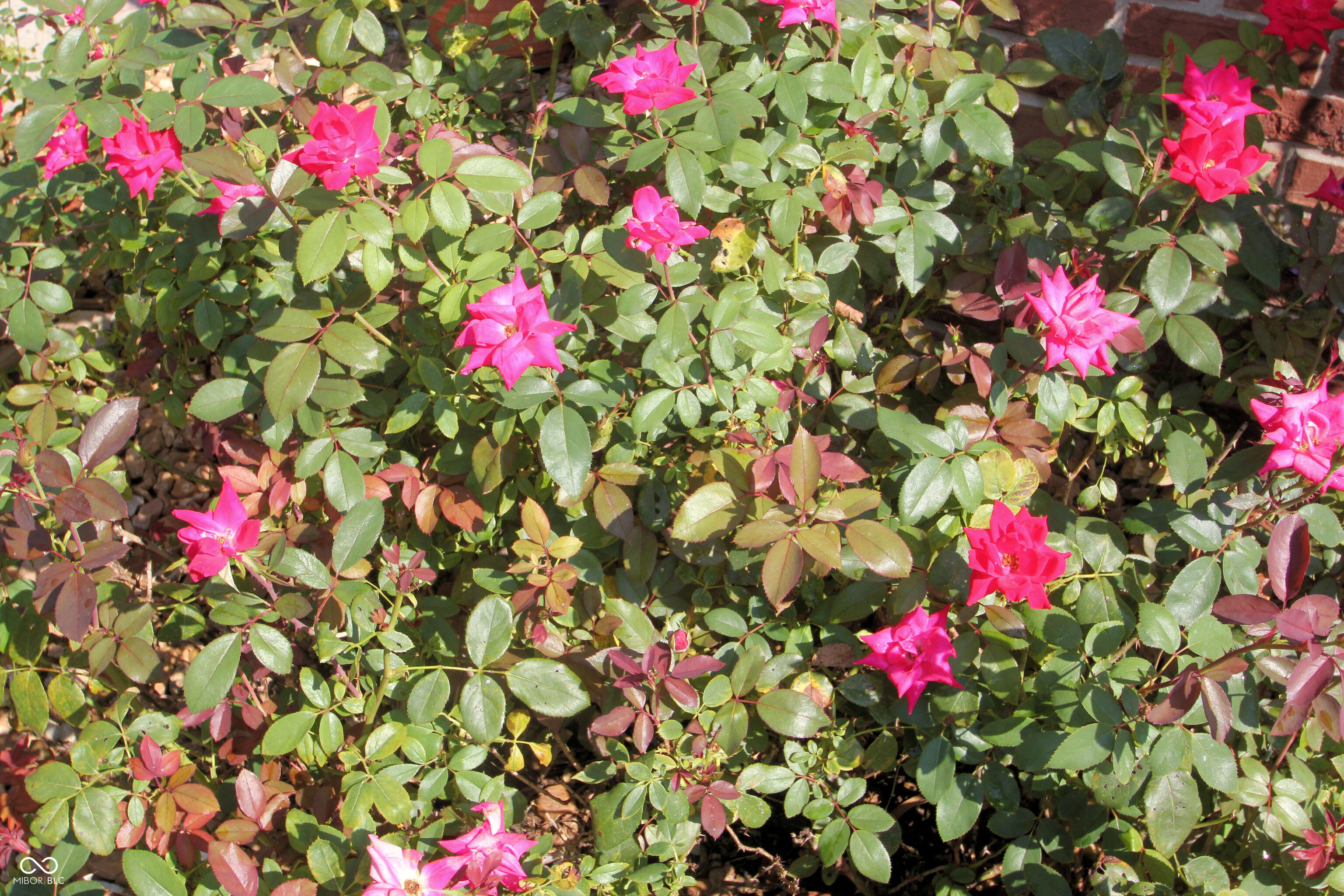 411 Westchester Boulevard