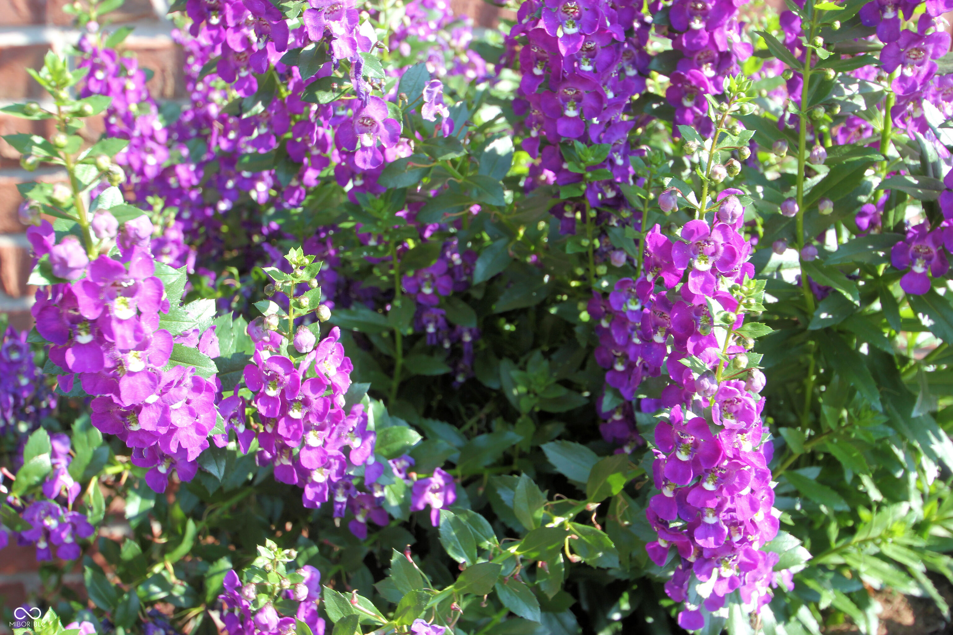 411 Westchester Boulevard