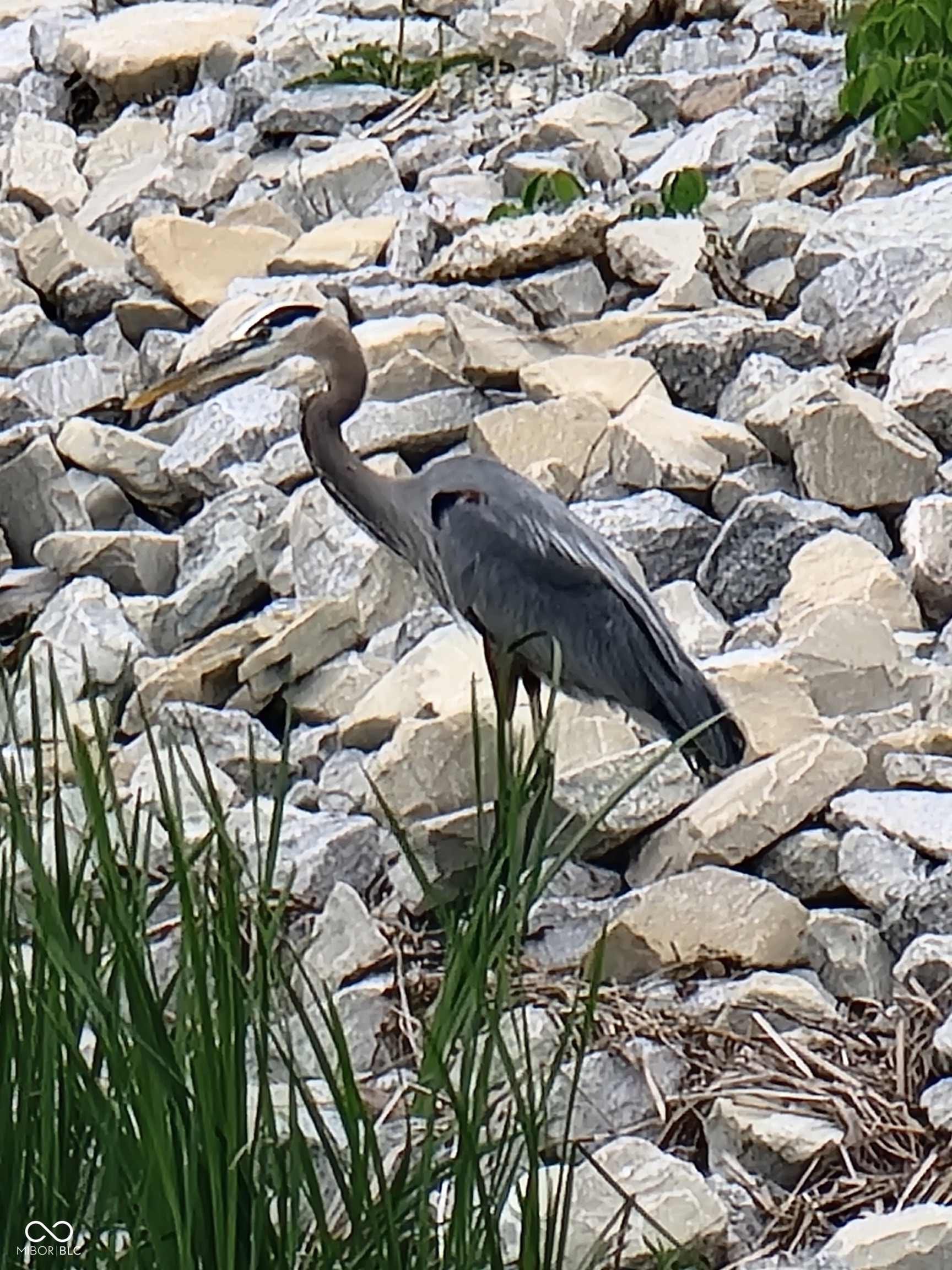 10590 Geist View Drive