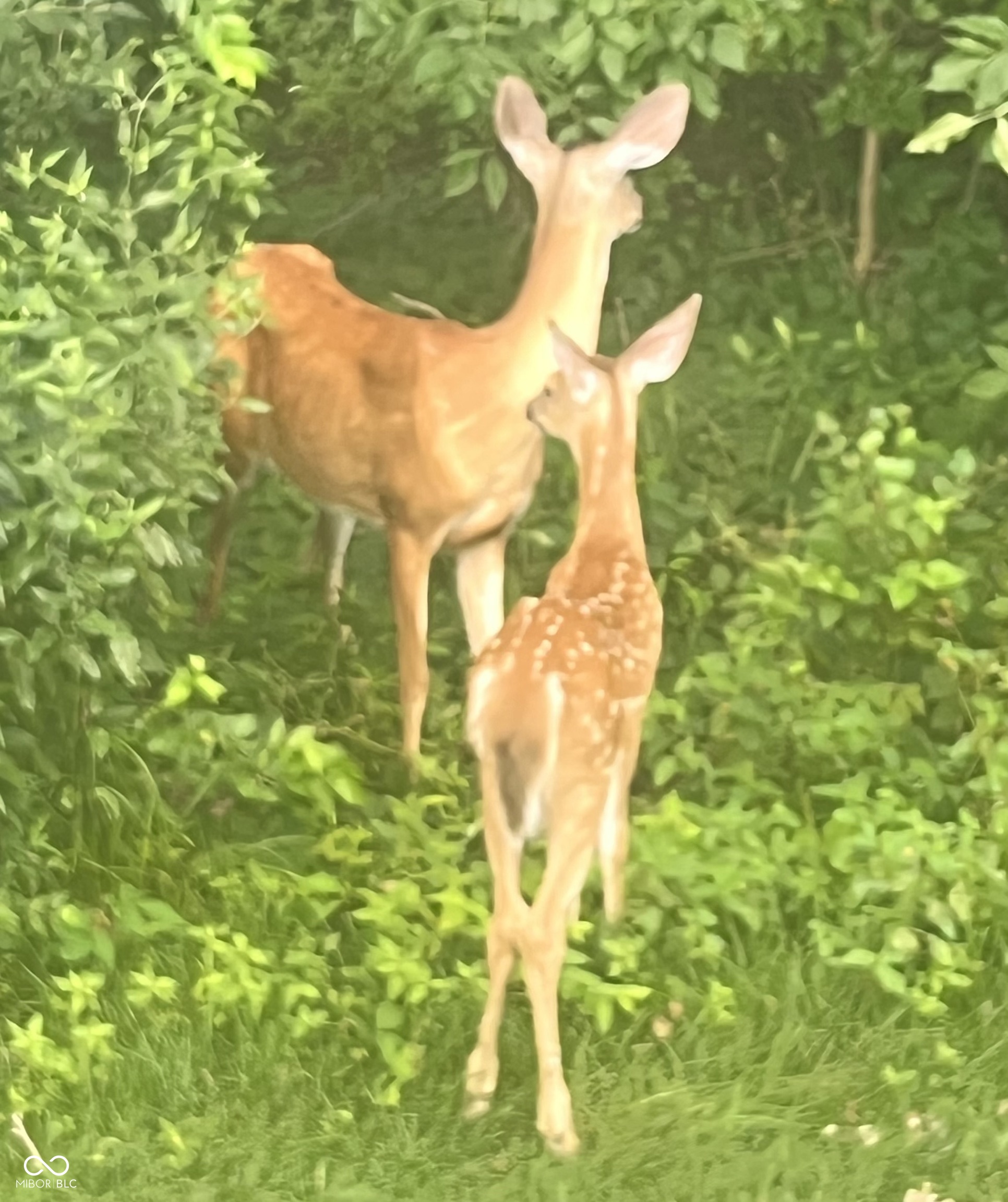 11764 Whisperwood Way