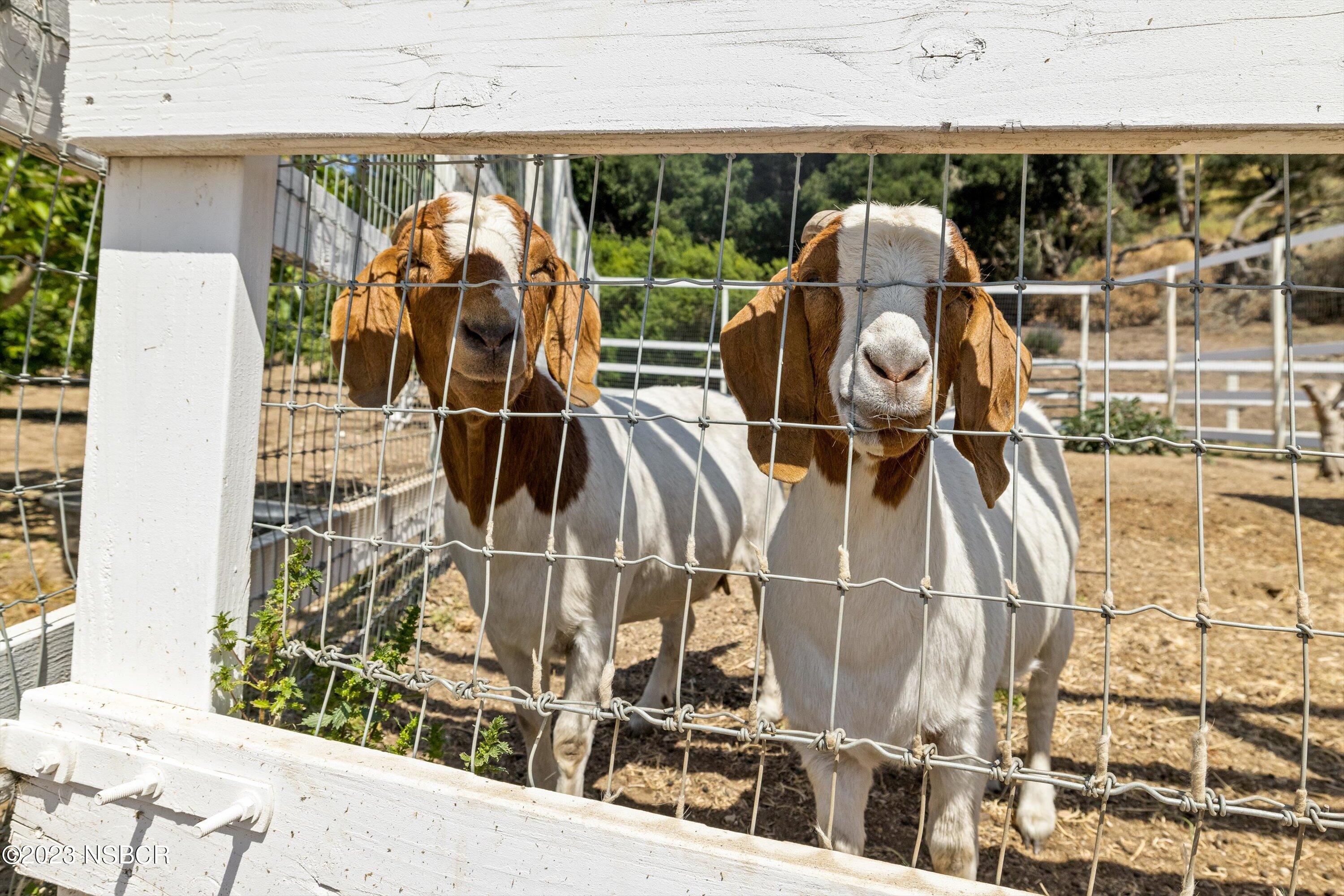 1226 Alamo Pintado Road