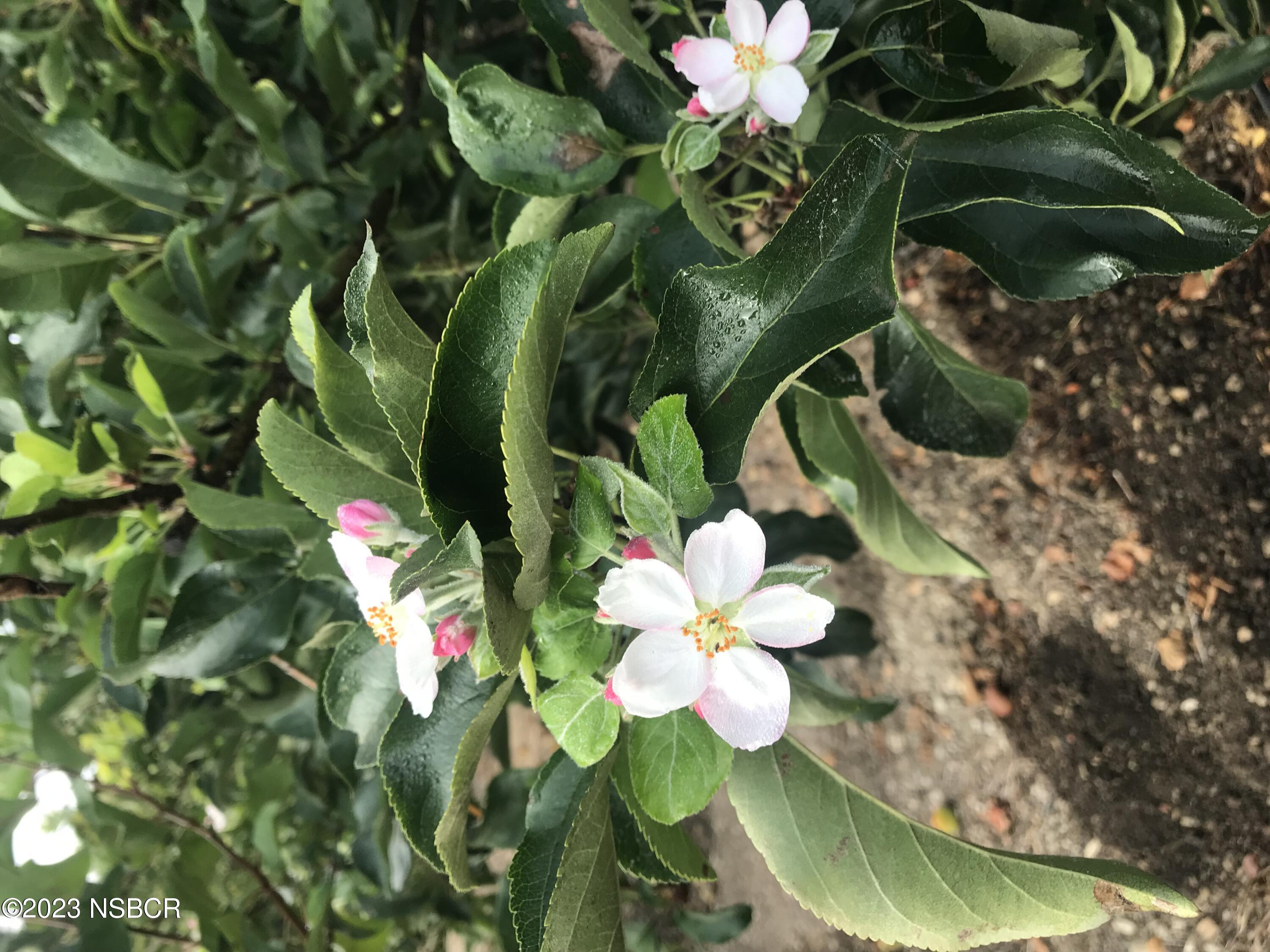 1226 Alamo Pintado Road