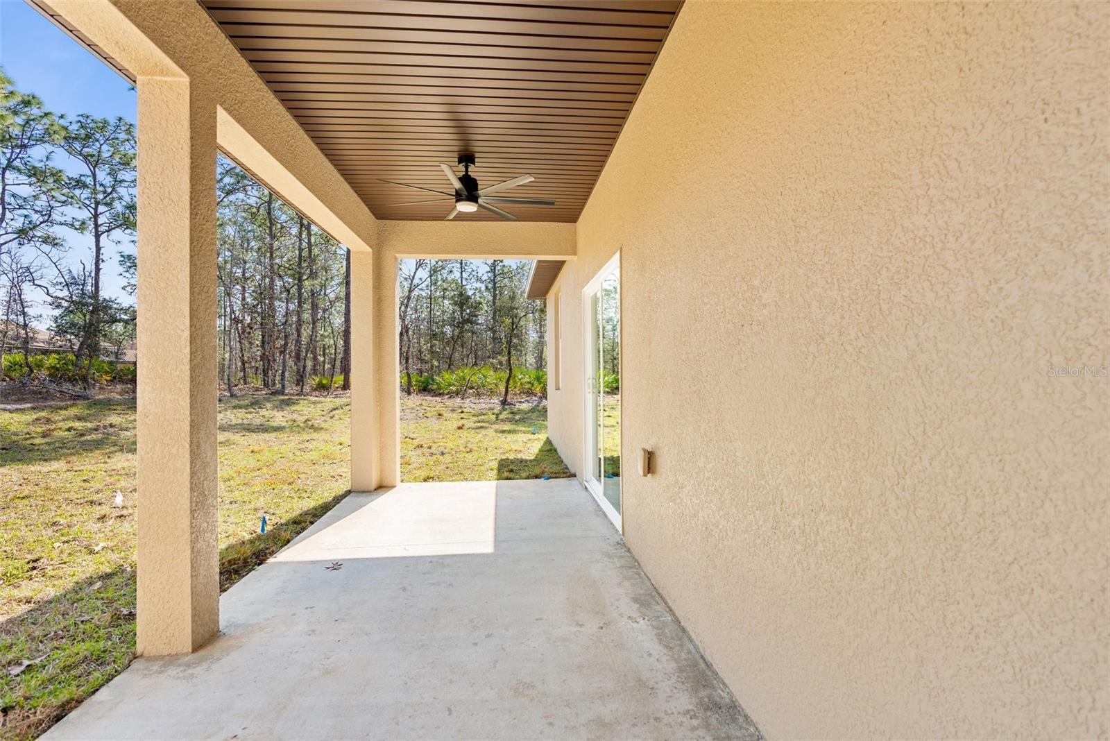 66 TORENIA VERBENAS CT