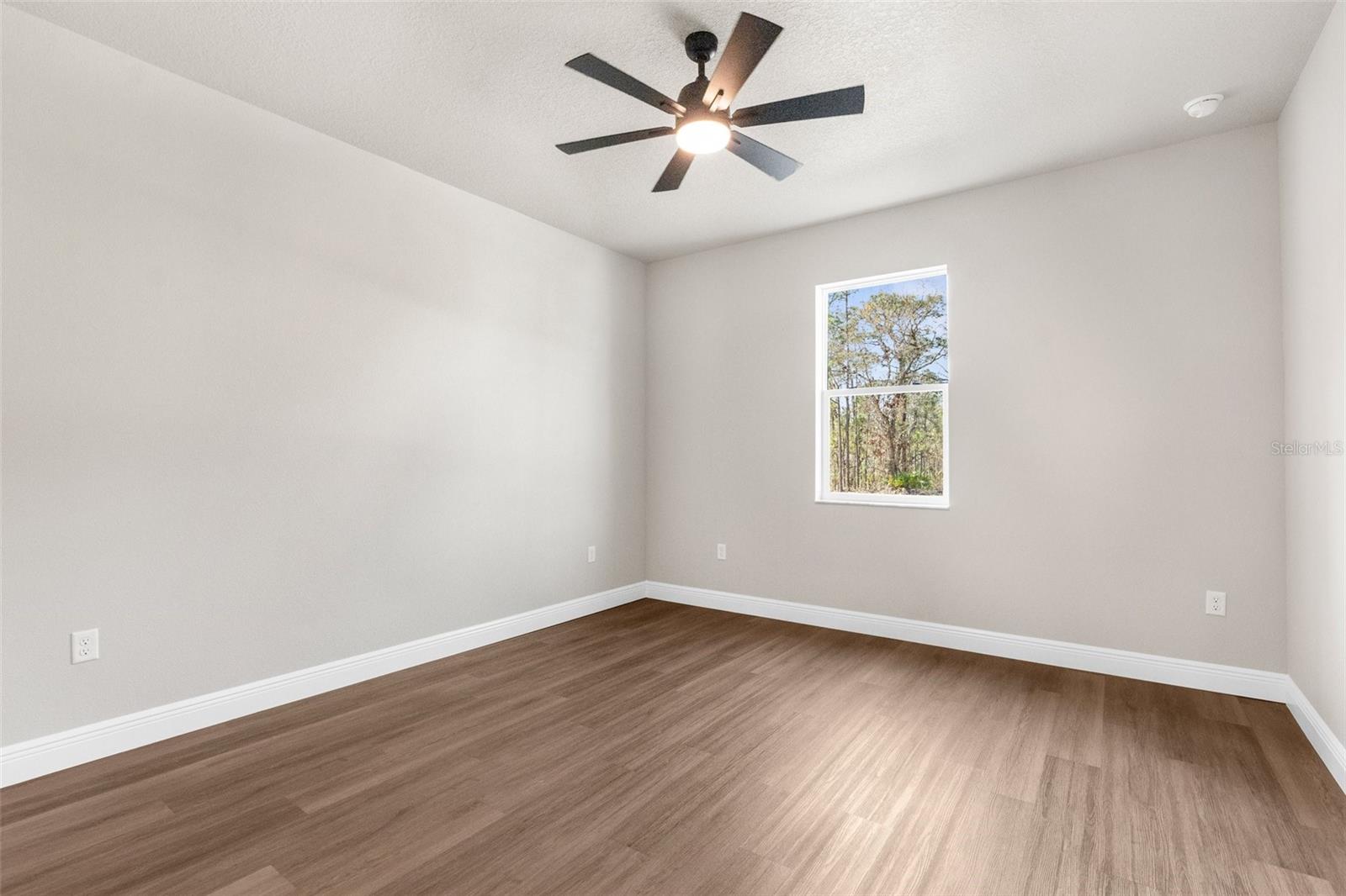 66 TORENIA VERBENAS CT