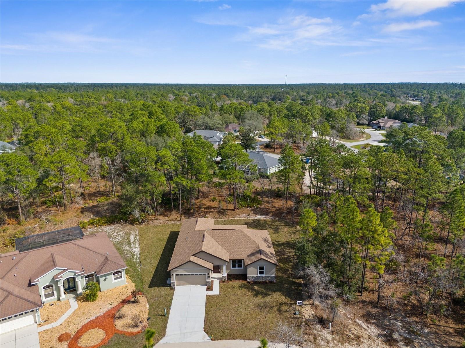 66 TORENIA VERBENAS CT