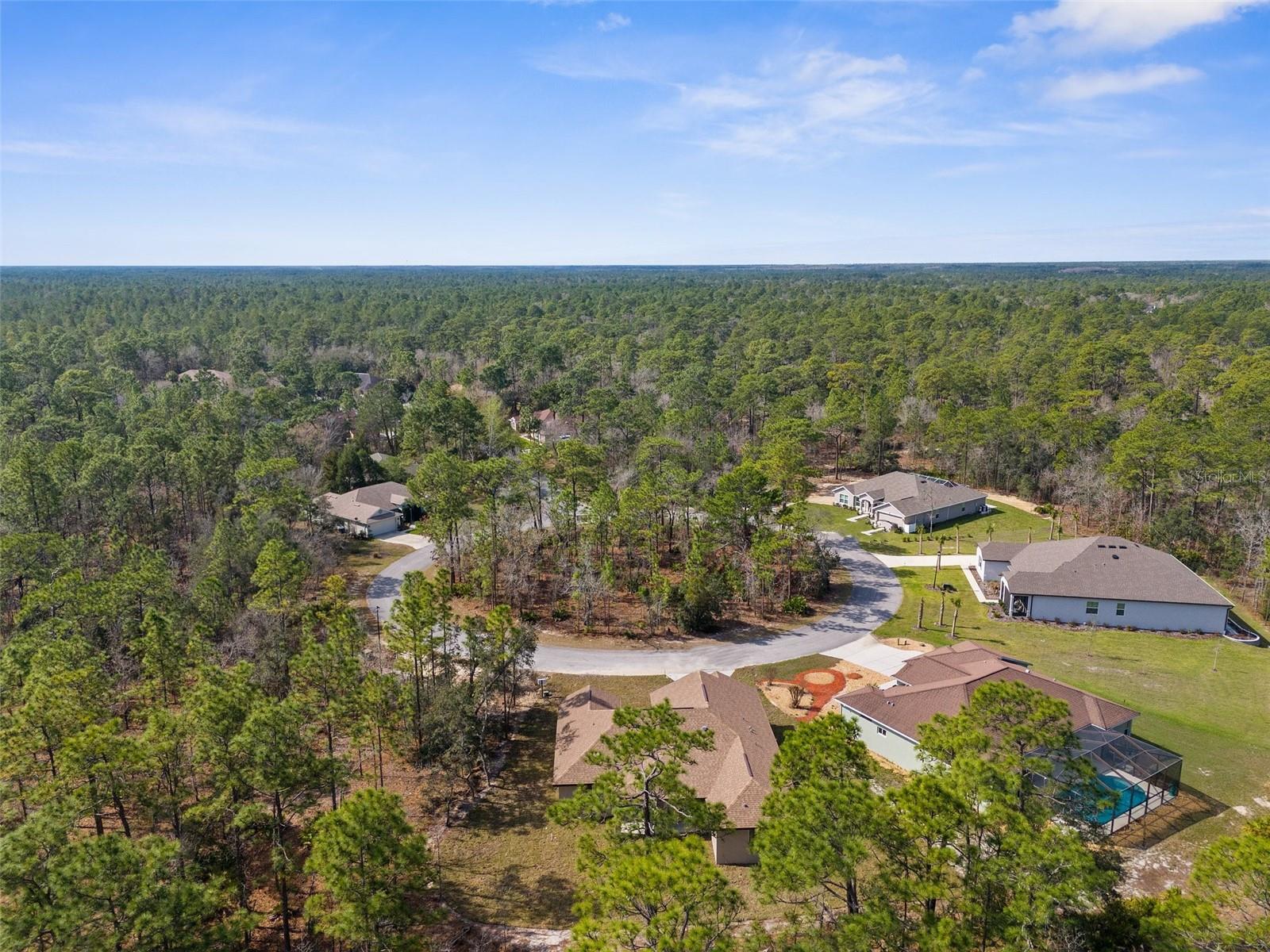 66 TORENIA VERBENAS CT