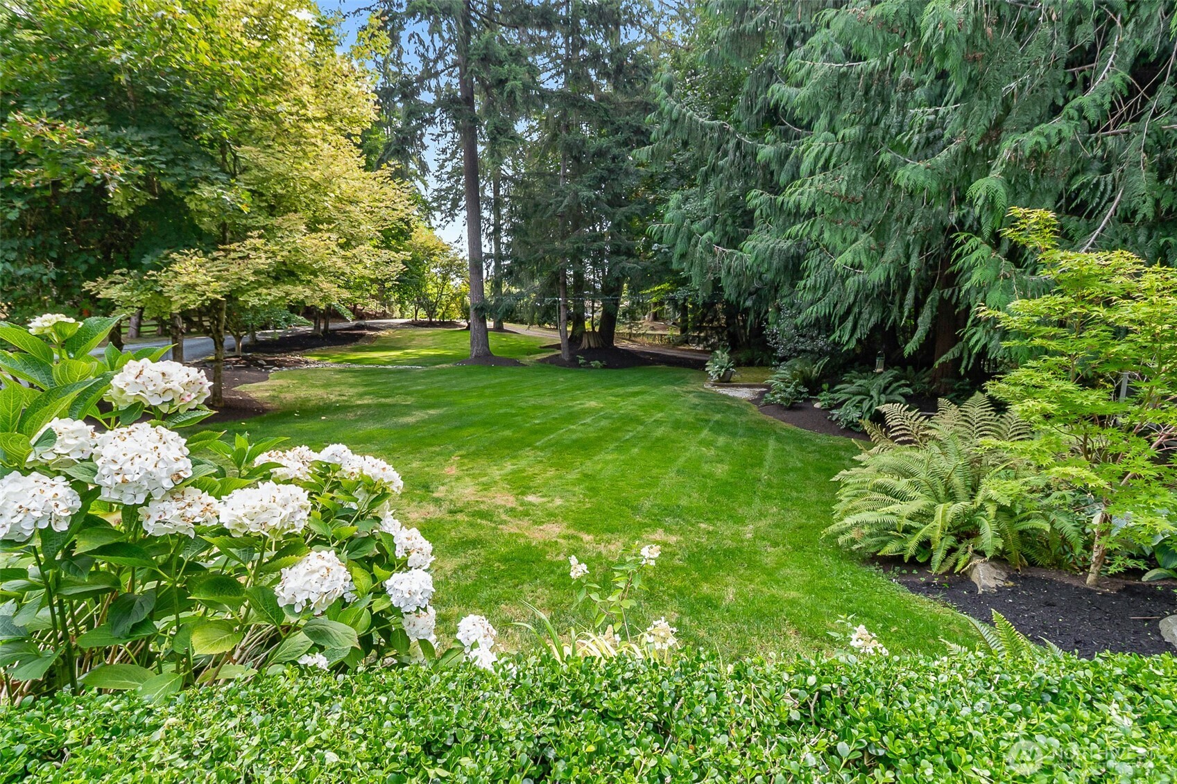 Landscaped backyard with a lawn, mature trees, white hydrangeas, and ferns.