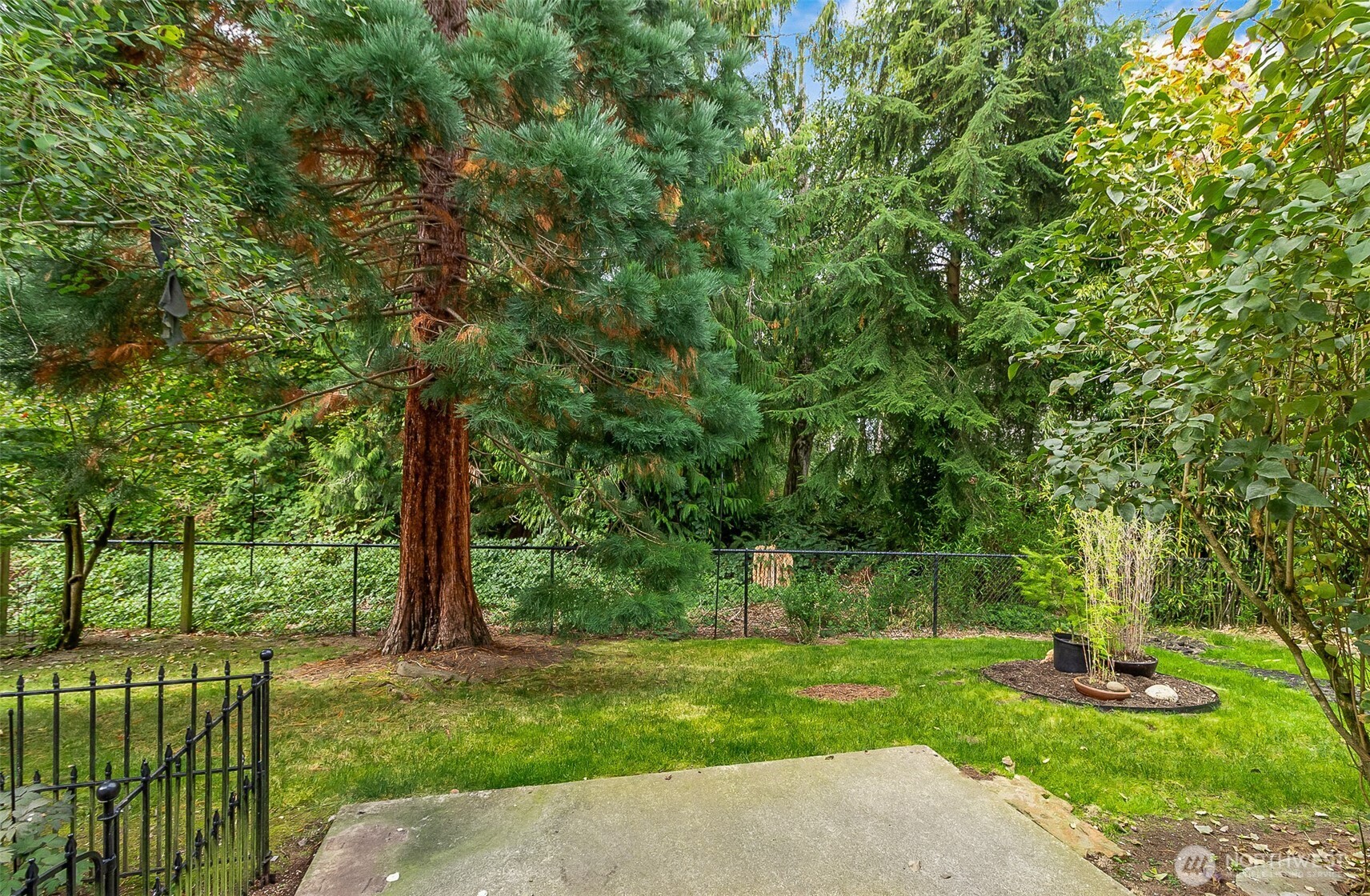 Fenced backyard with mature evergreens, a green lawn, and a concrete patio.