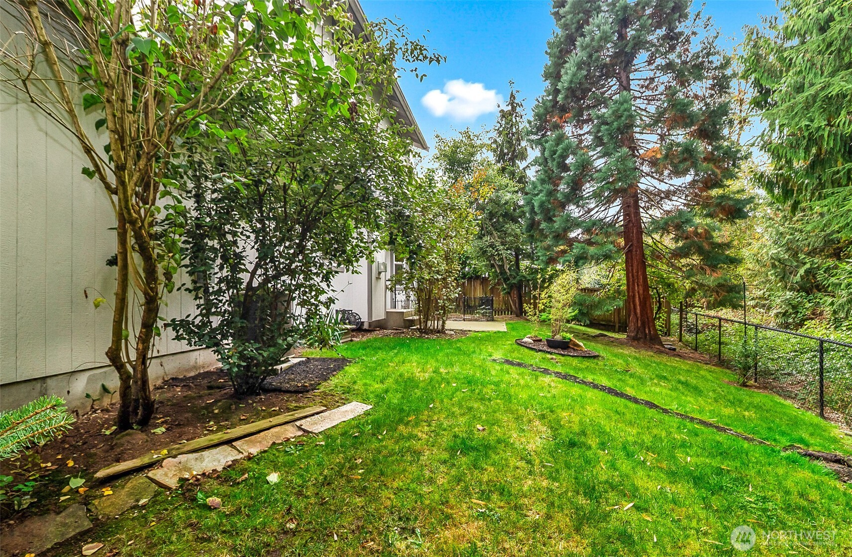 Backyard with a broad green lawn, mature evergreen trees, planting beds, and a chain-link fence.