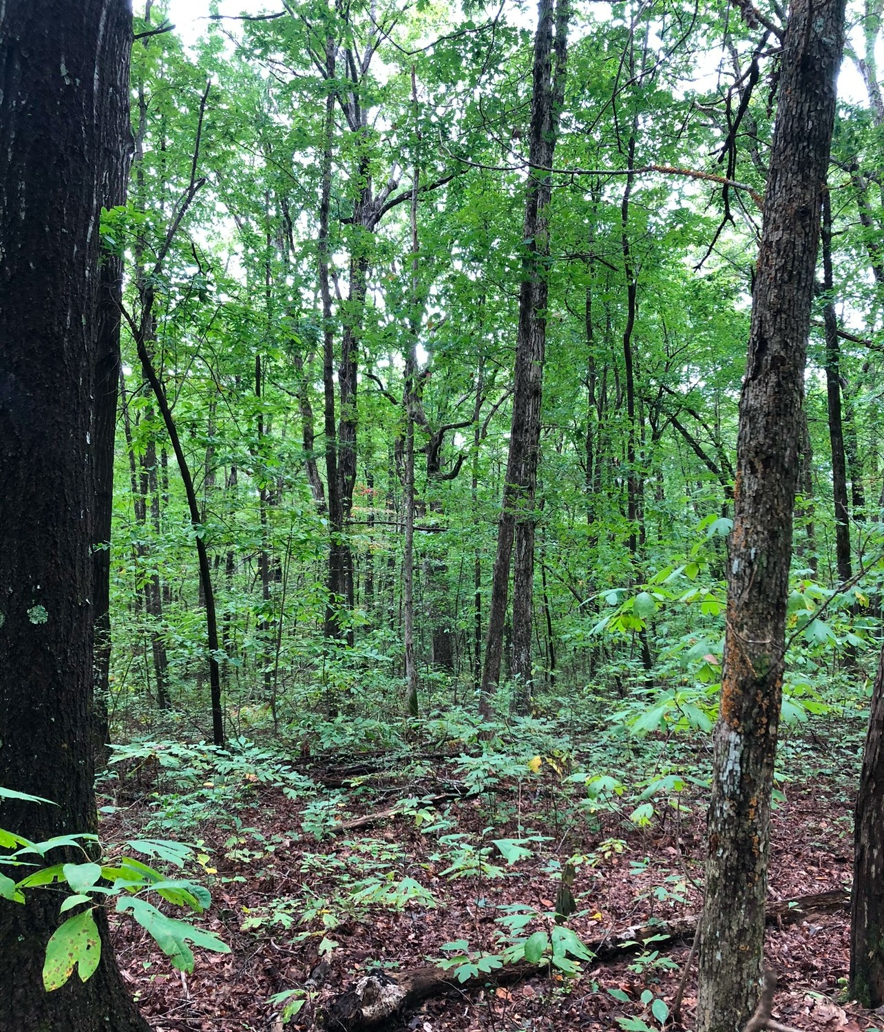 0 Deer Run Rd