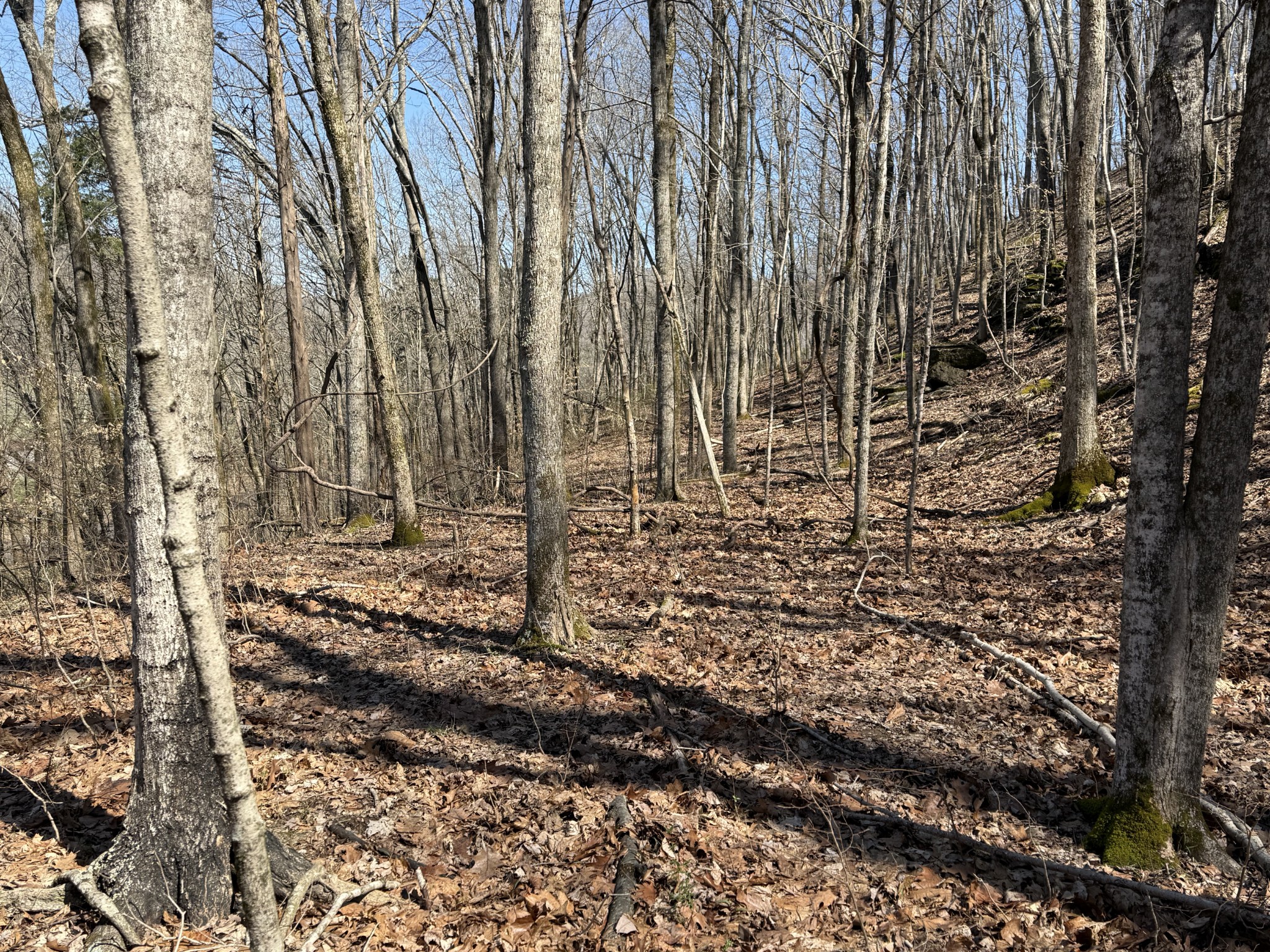0 Bugg Hollow
