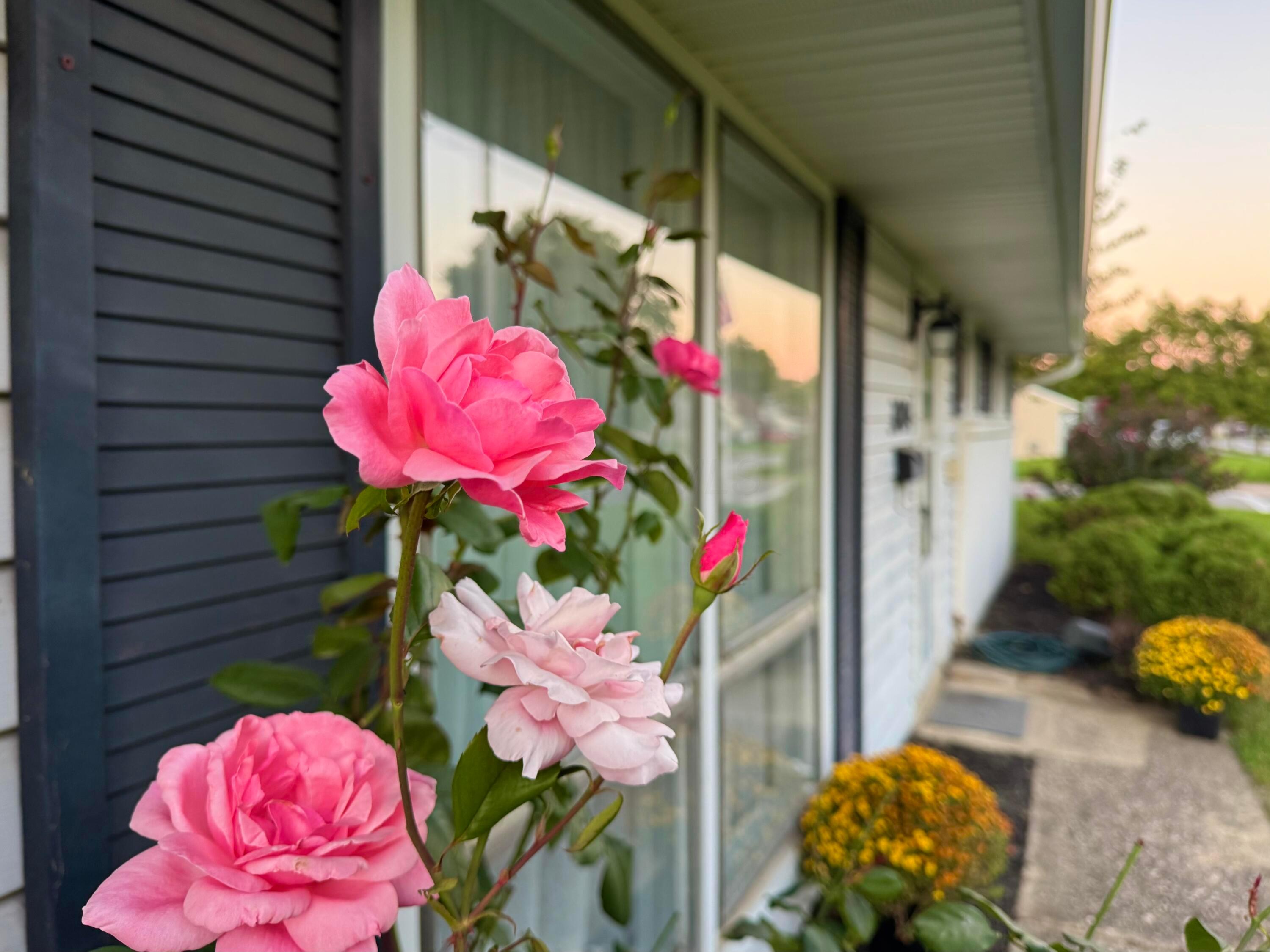 Pink roses beside a house’s front porch, with dark siding and a landscaped walkway.
