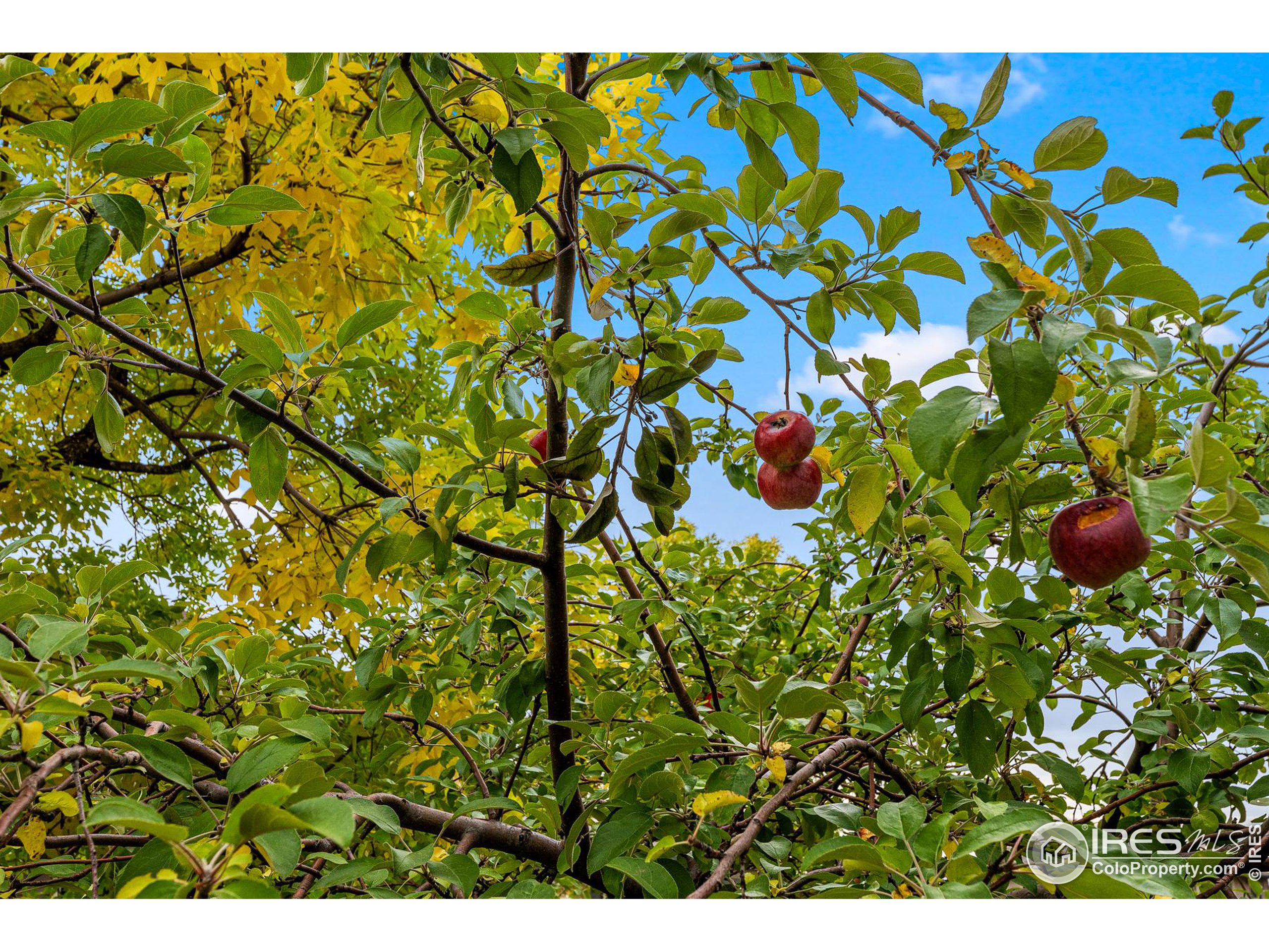 7011 Fairways Dr Longmont