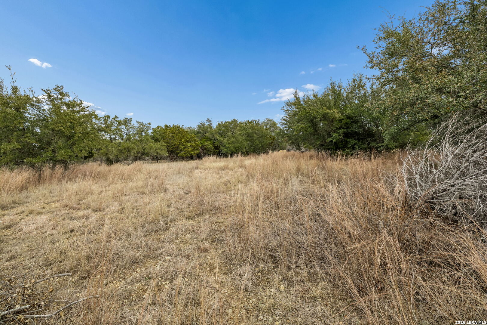 Open lot with dry grass and mature trees beneath a blue sky.