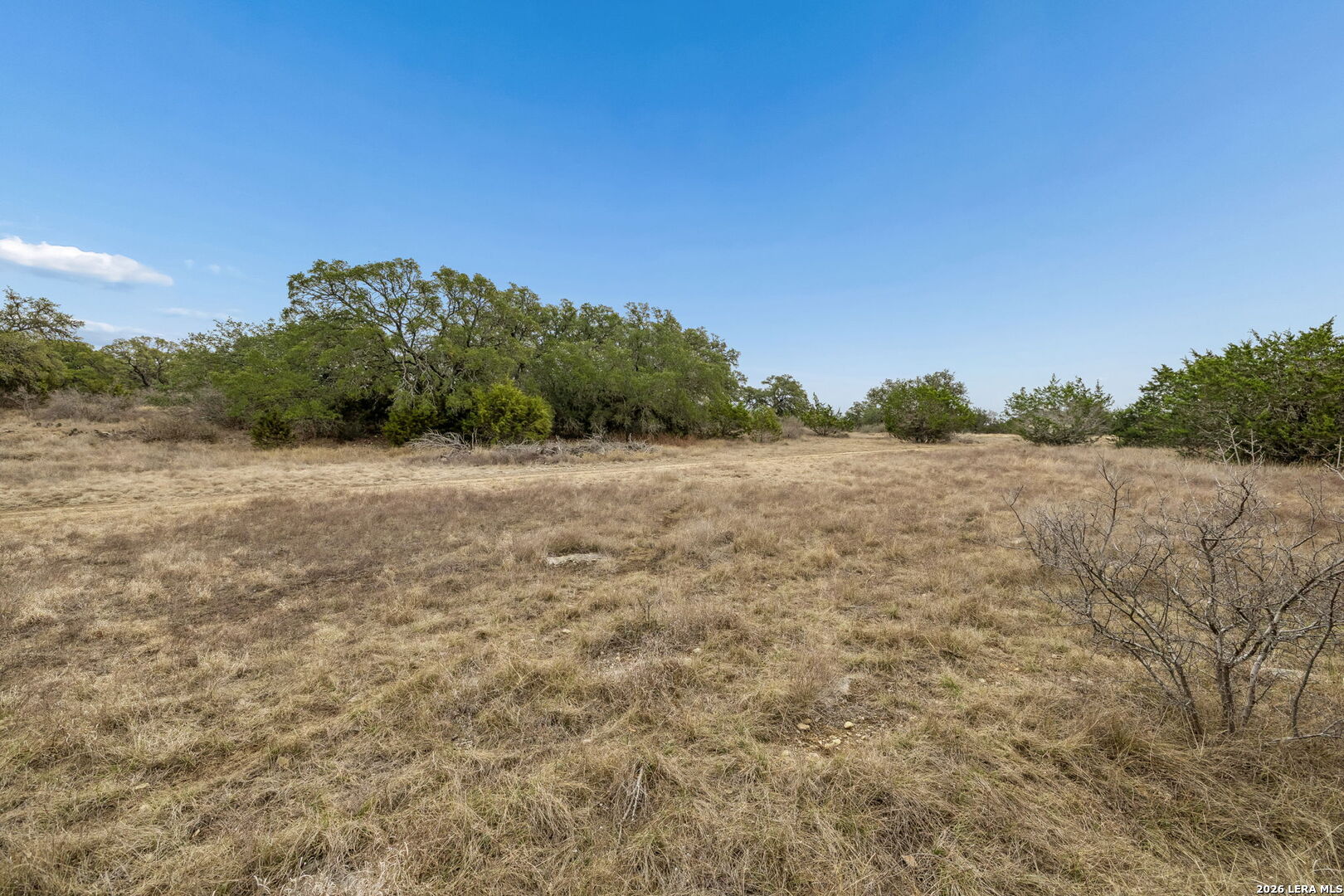 Open grassy land with scattered trees and shrubs beneath a clear blue sky.