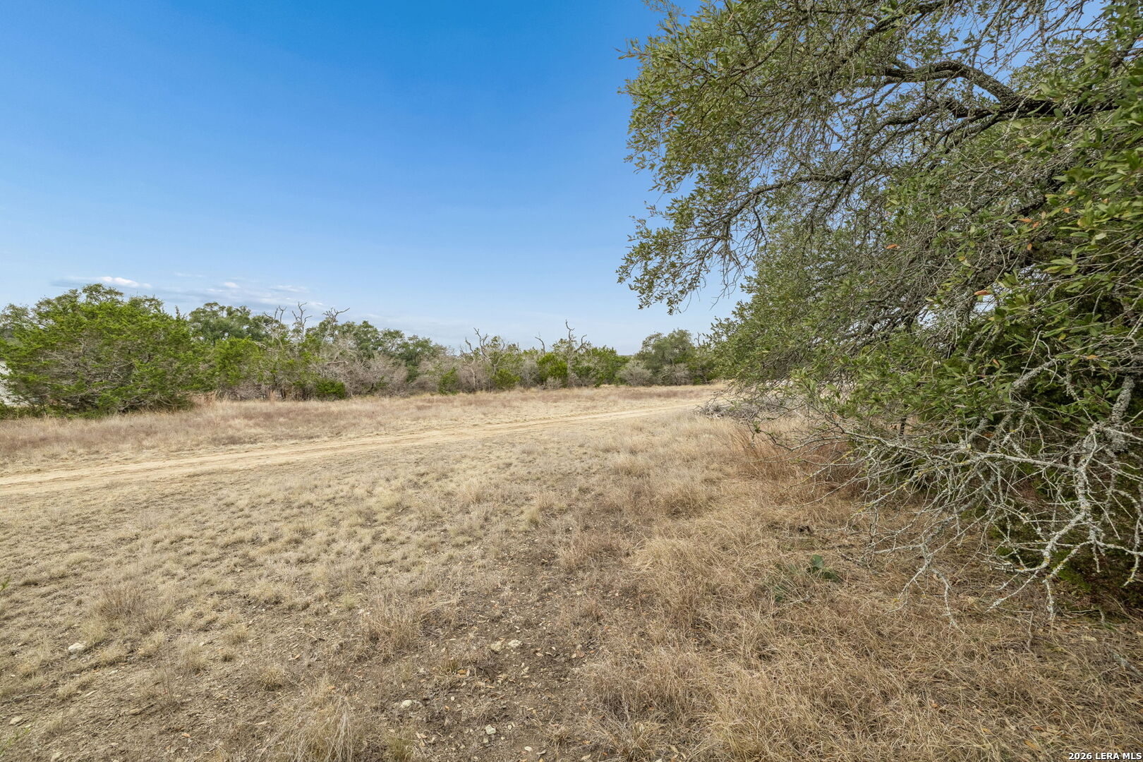 Open grassy land with a dirt track and mature trees under a clear blue sky.