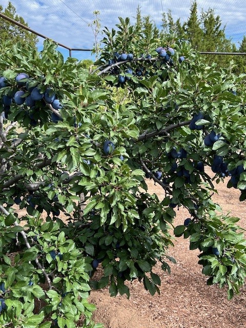 77 Headquarters Trail