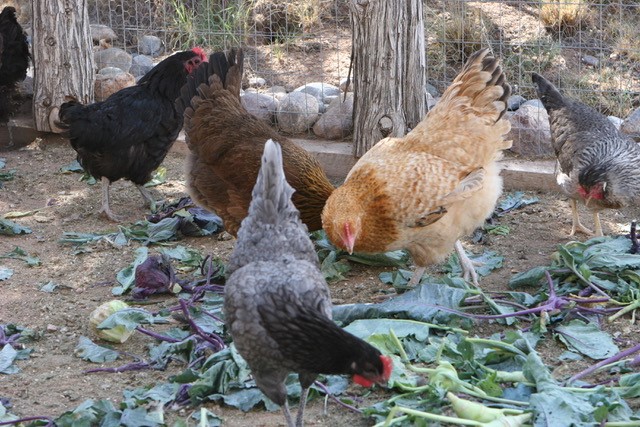 77 Headquarters Trail