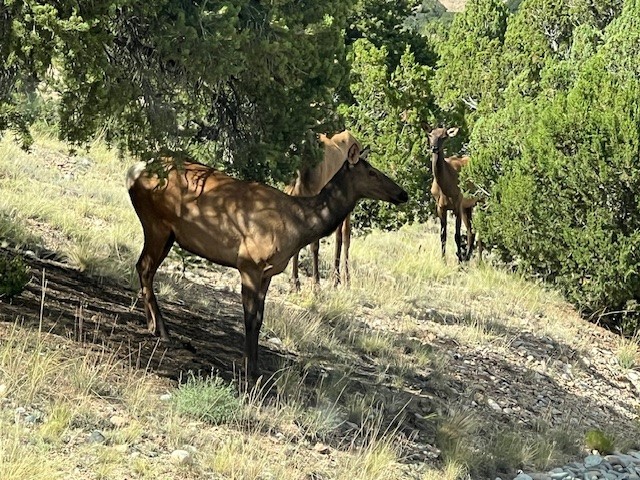 77 Headquarters Trail