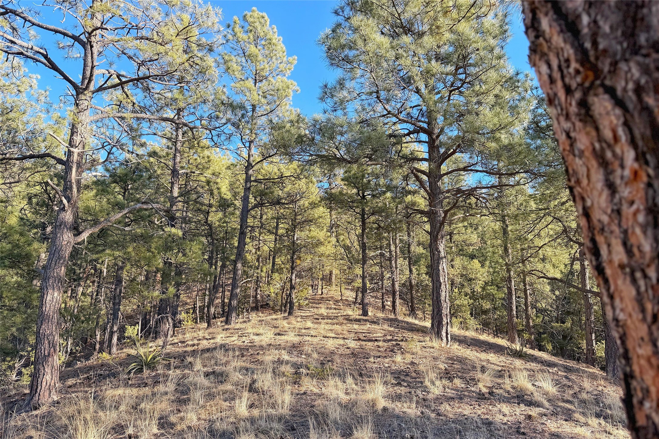 98 La Barbaria Trail