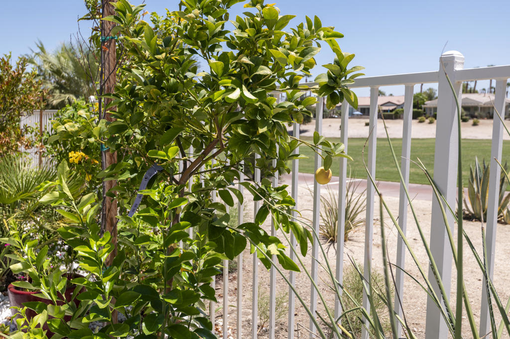 81711 Brittlebush Lane