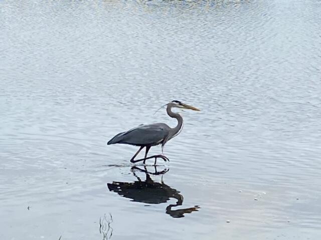 985 Northshore Drive, 985