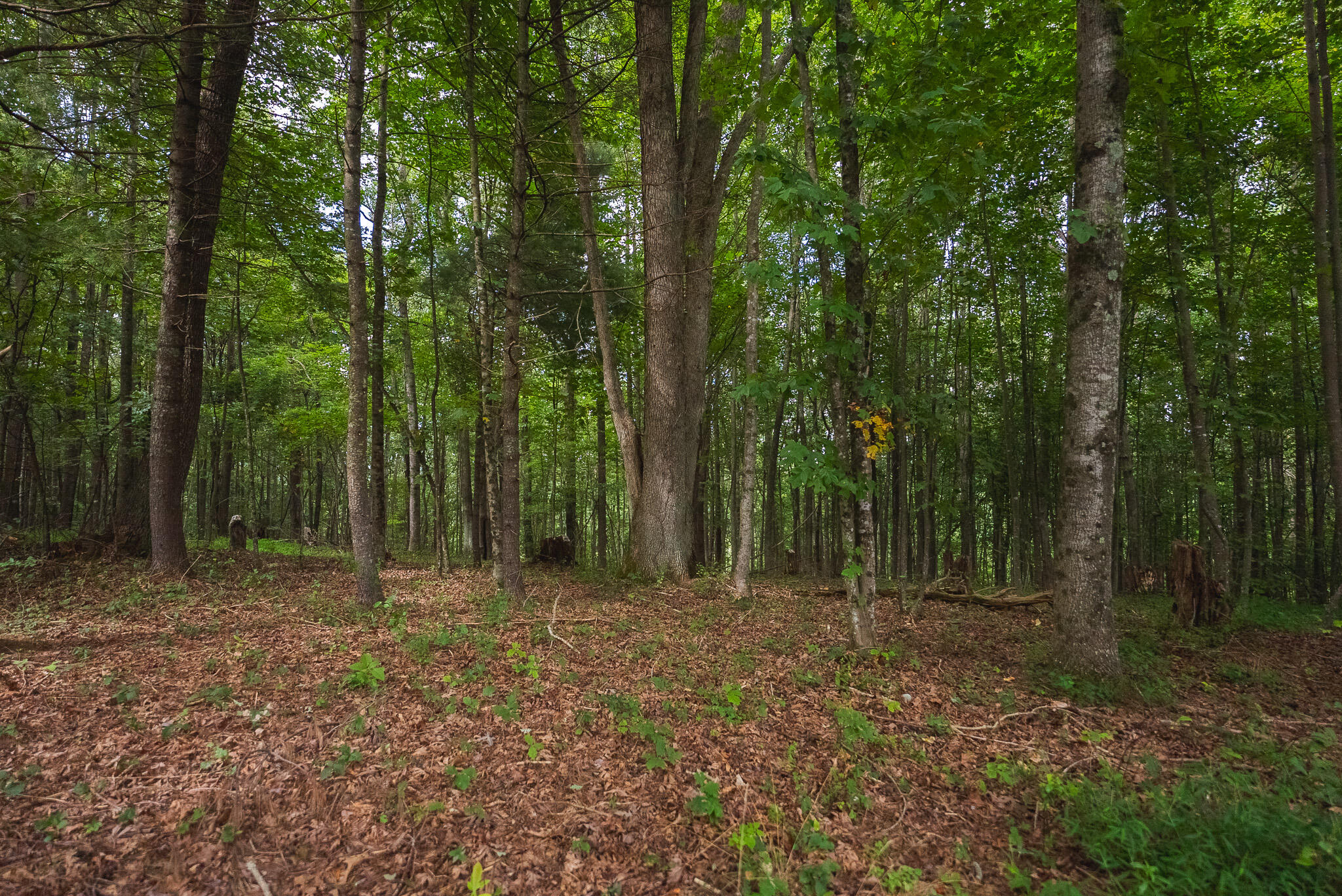 788 Jacks Mill RD SE