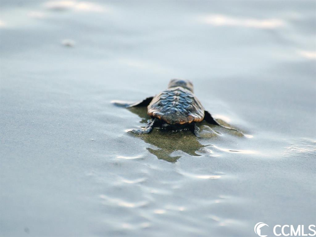 991 Collins Meadow Dr.