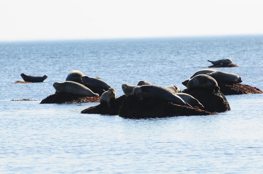 265 Manomet Point Rd