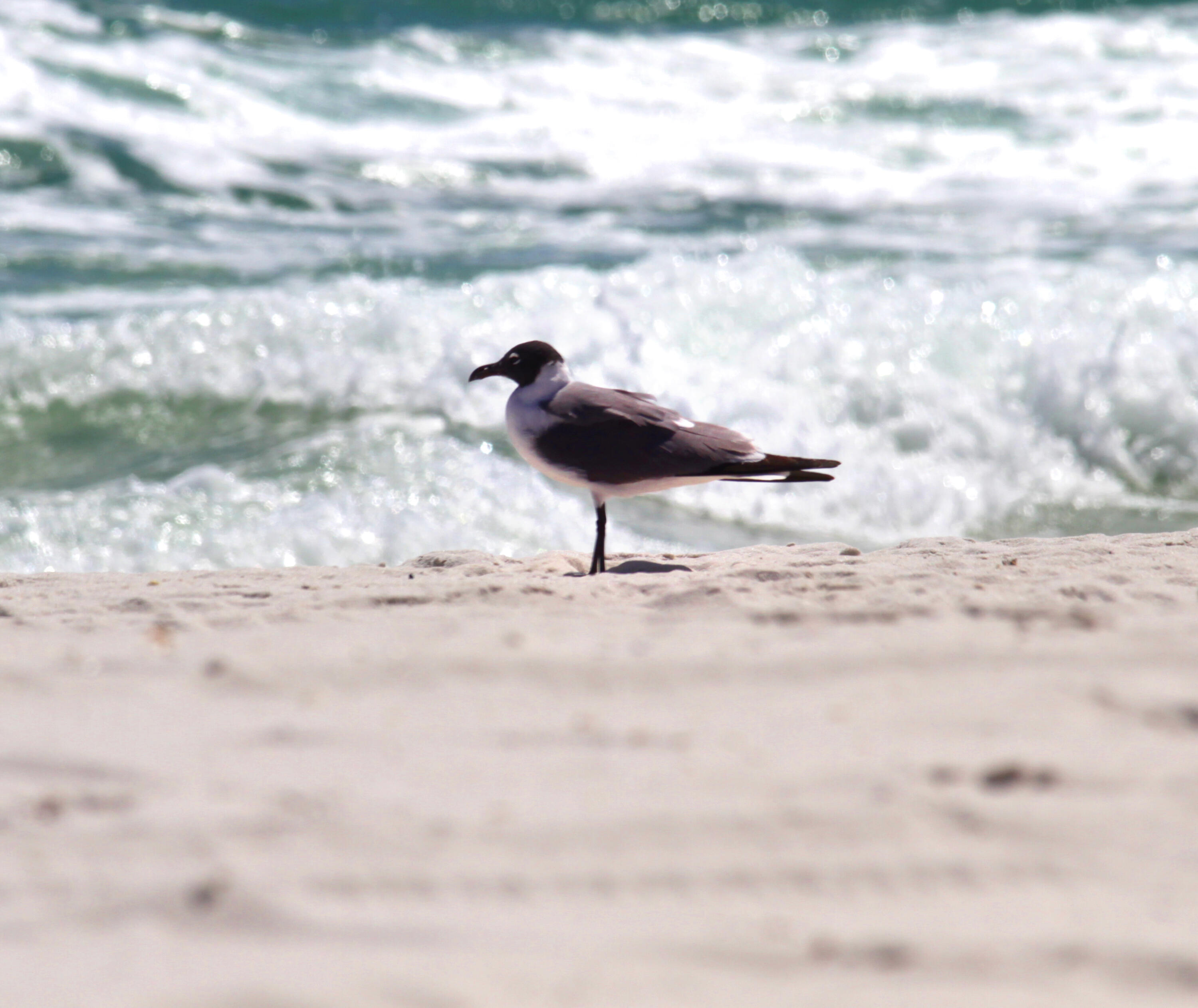 9850 S Thomas Drive, UNIT 1206E