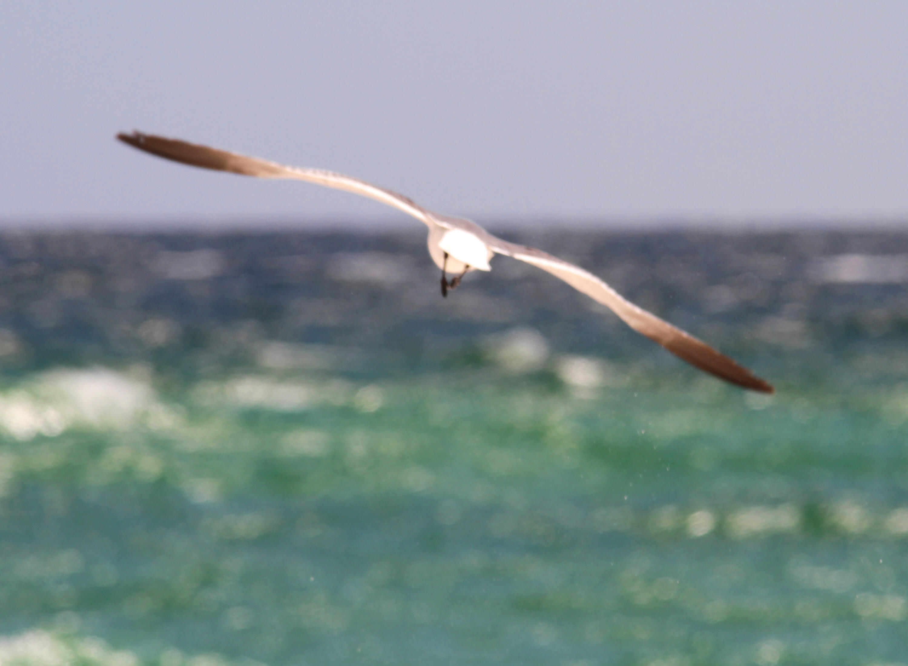 9850 S Thomas Drive, UNIT 1206E