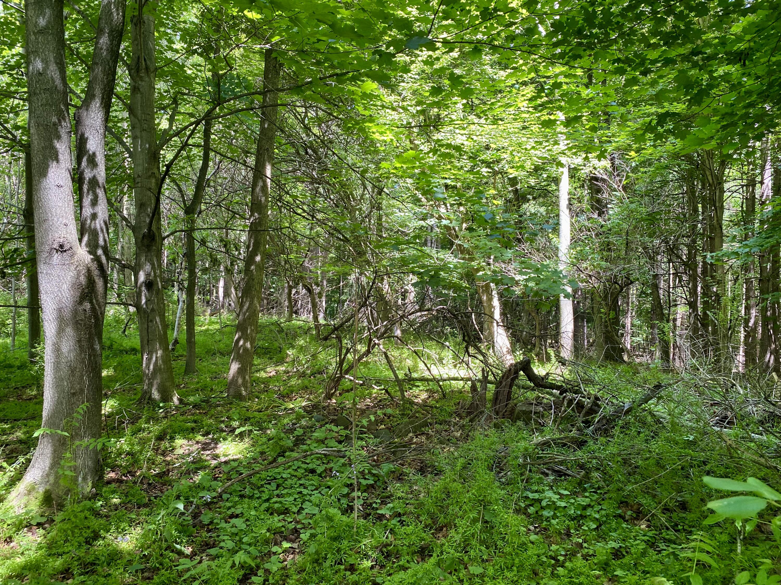 78 W Wiley Road
