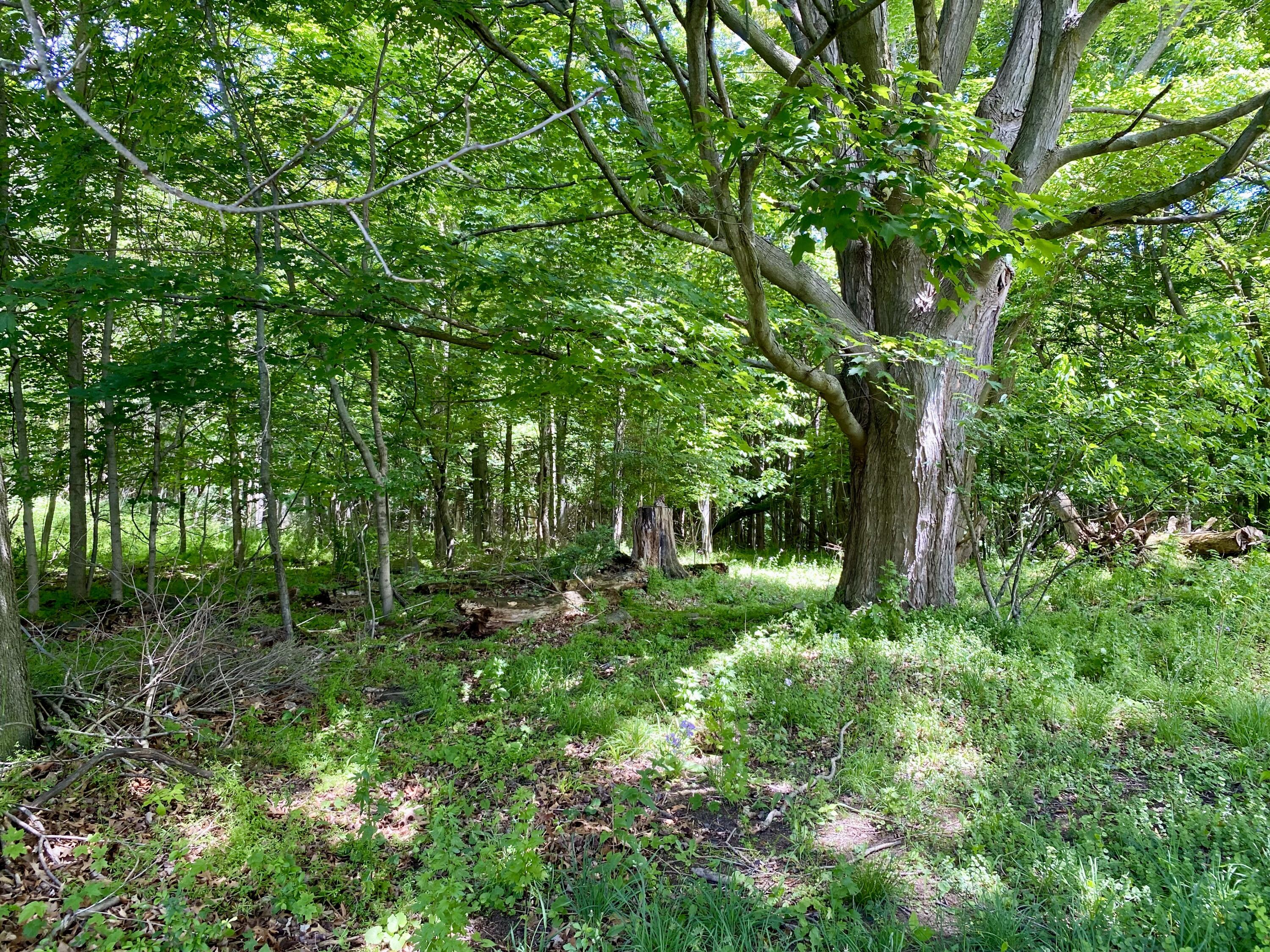78 W Wiley Road
