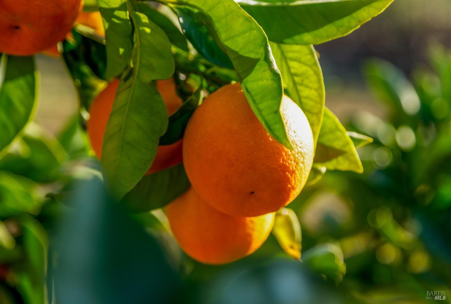 1980 Redwood Hill Court