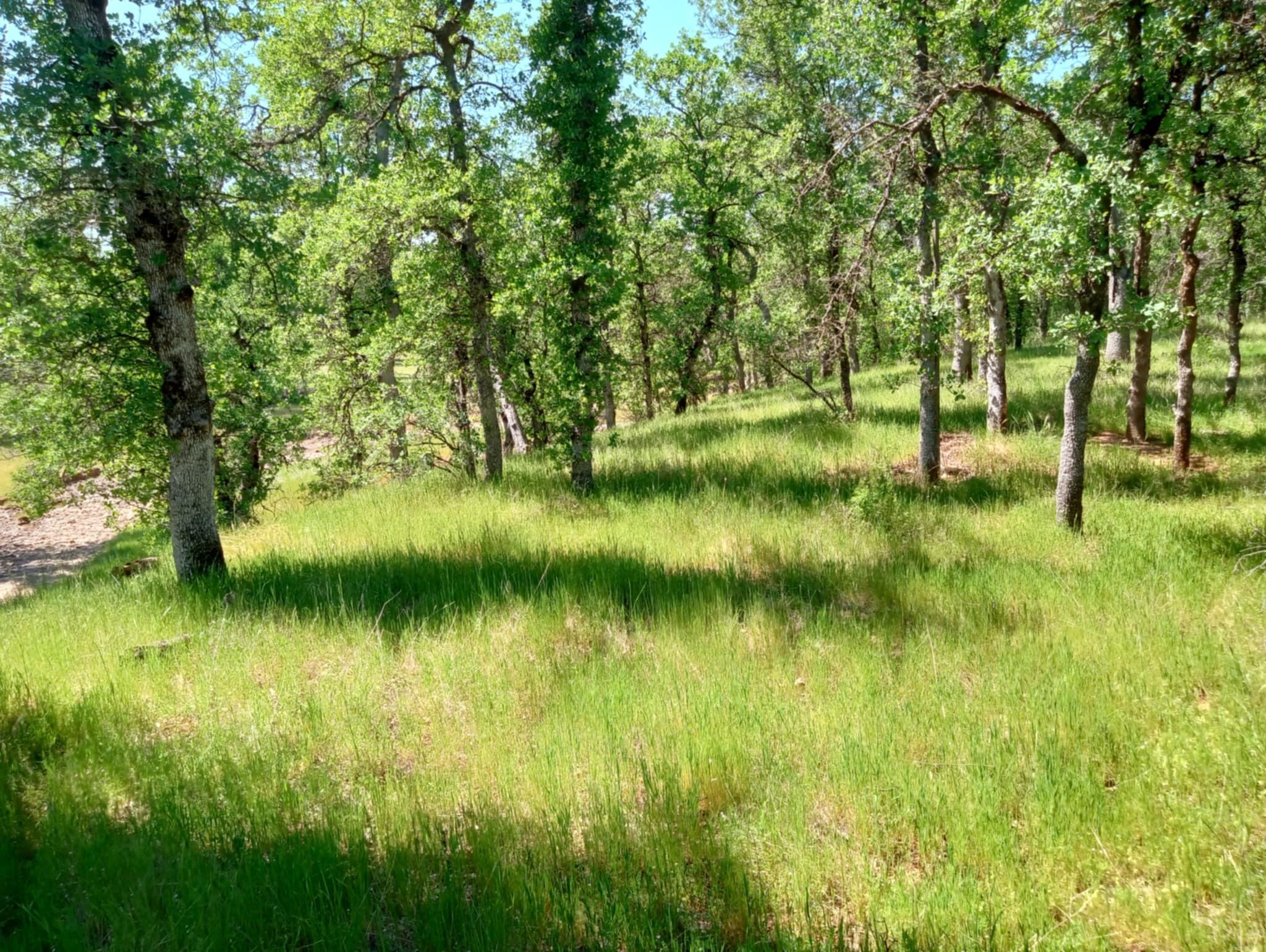 10 Acres Two Feathers Road