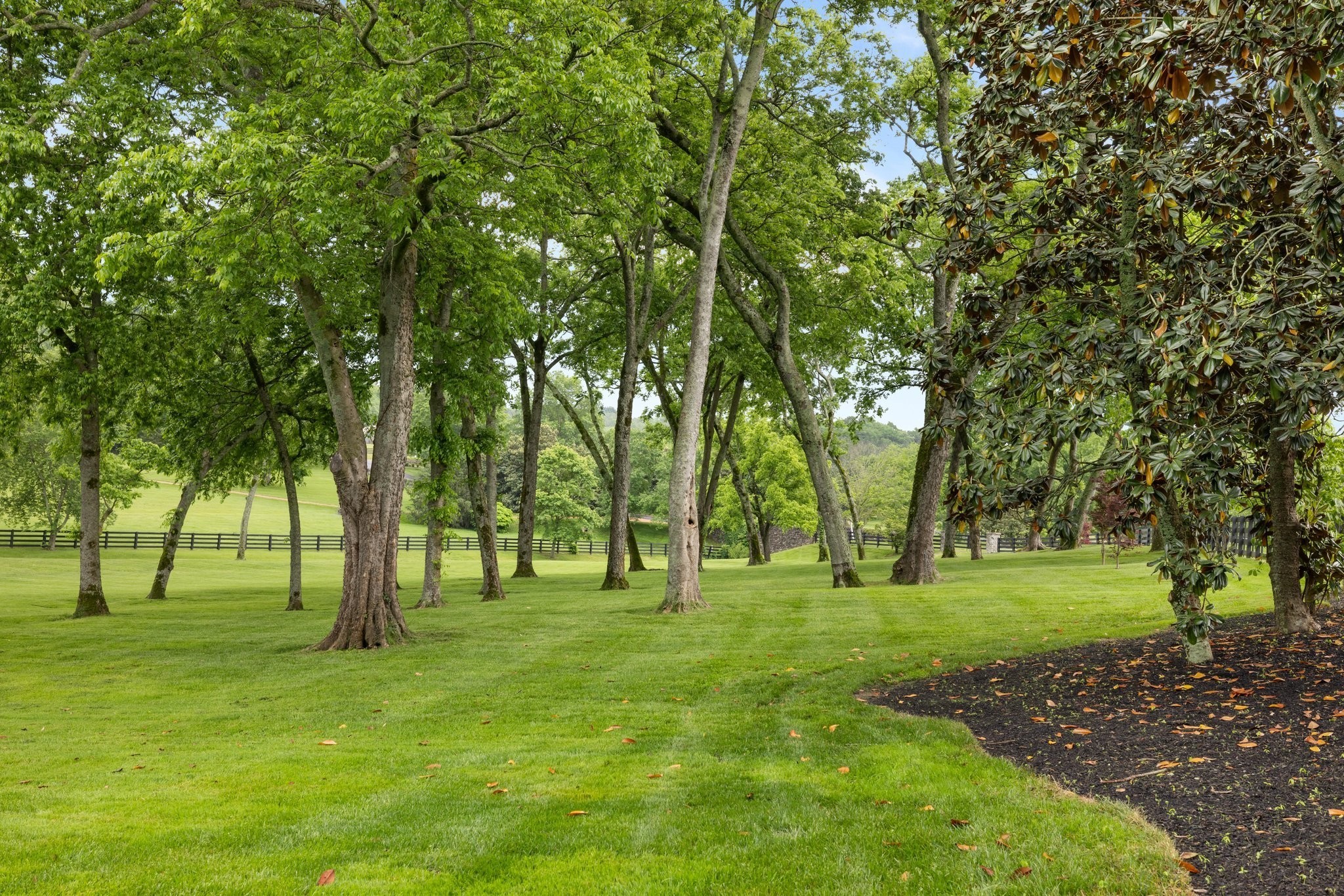 Expansive lawn shaded by mature trees, with a black fence and magnolia at the edge.