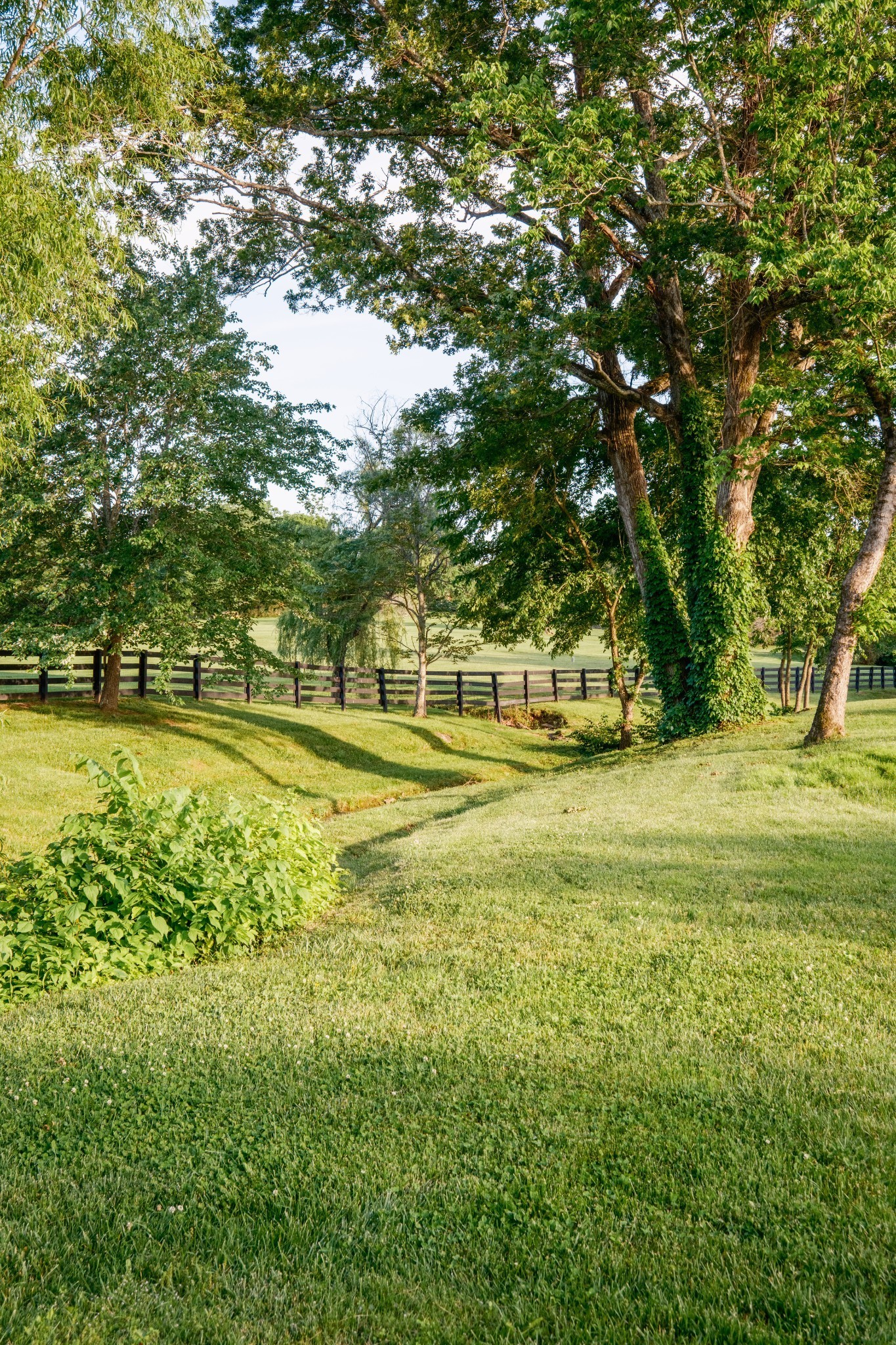 Grassy yard shaded by mature trees, with a wooden fence and open field beyond.