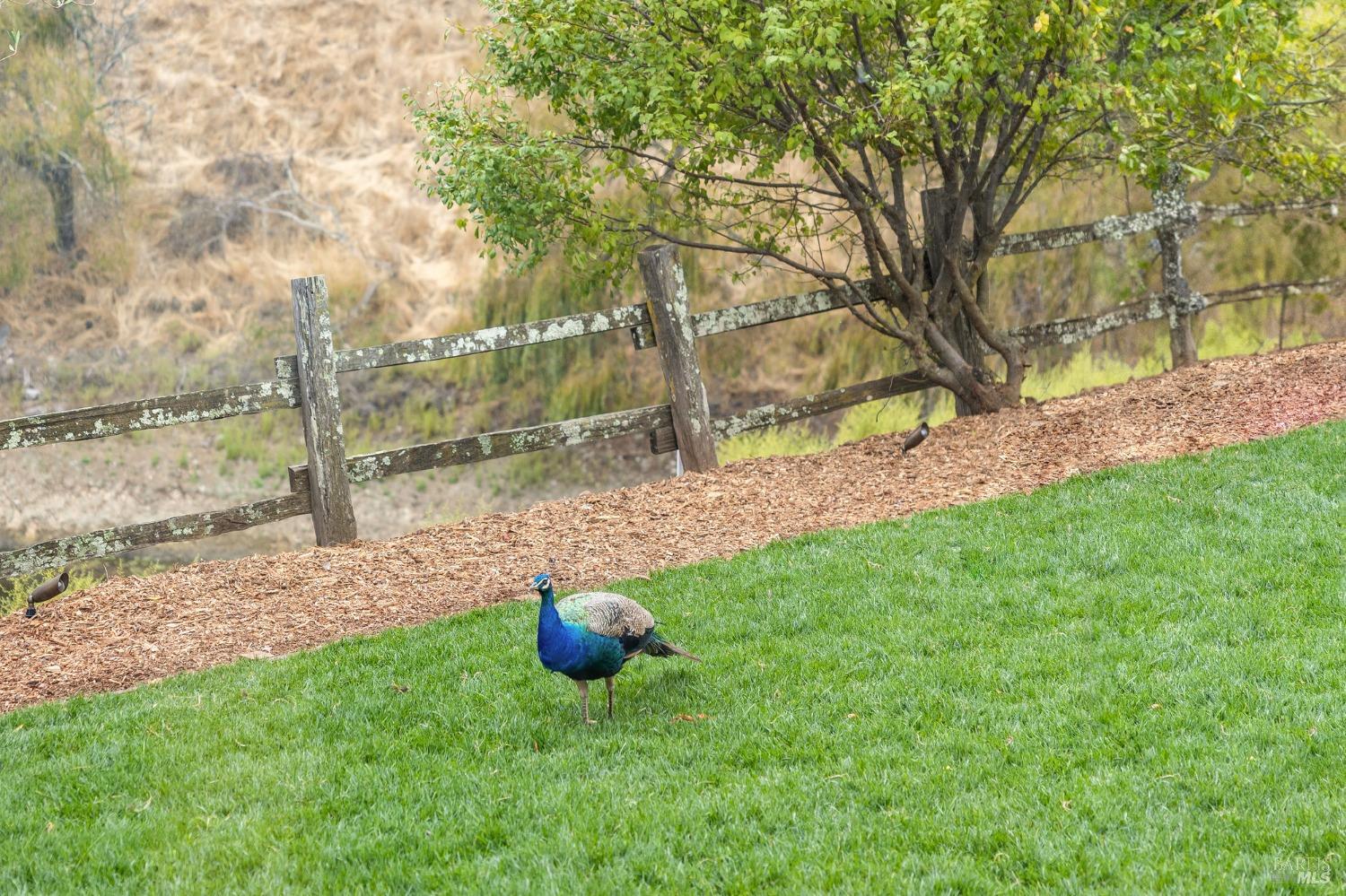 2980 White Alder Avenue