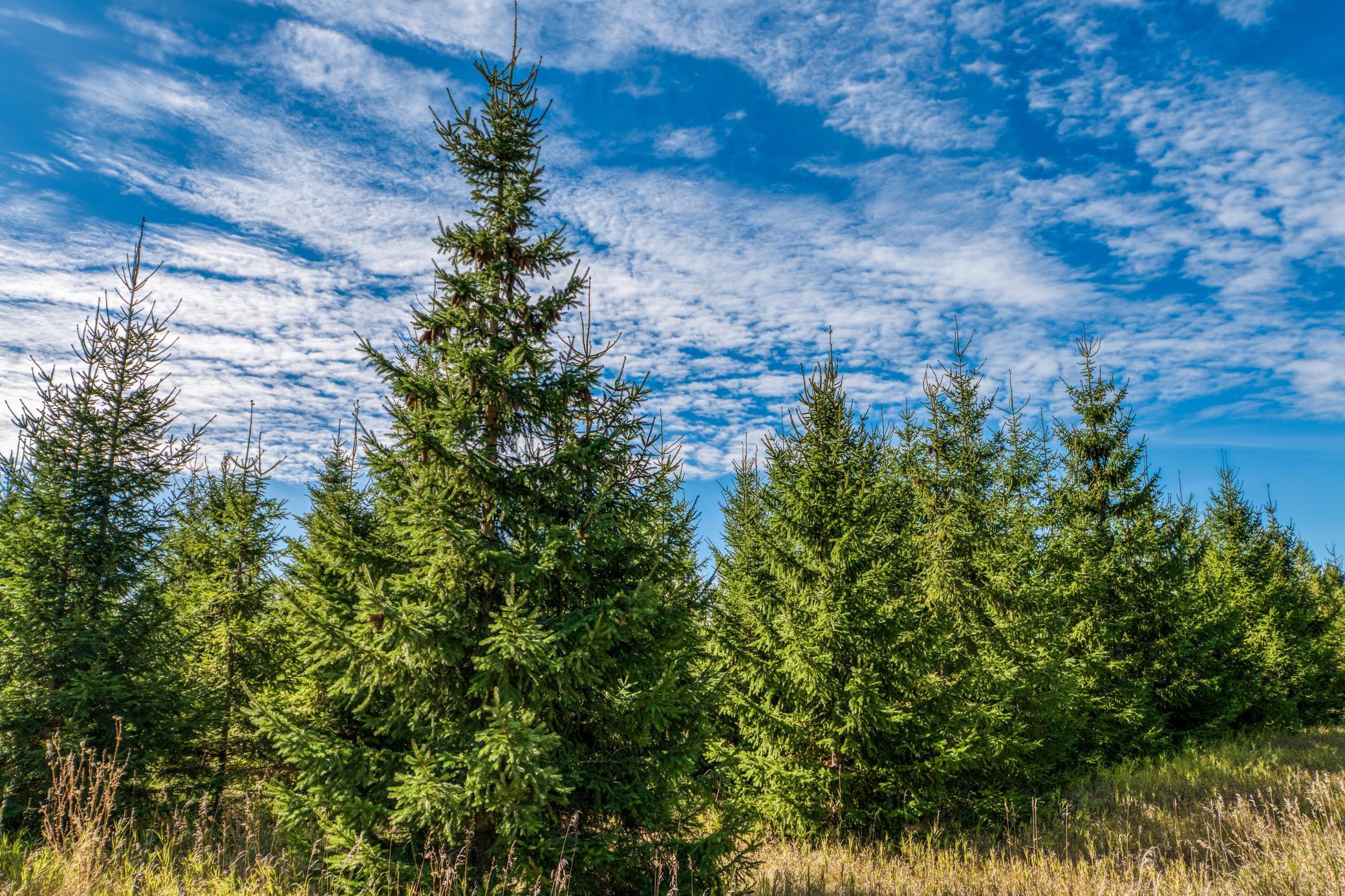 2008 Whiting Road NW Unit: 1