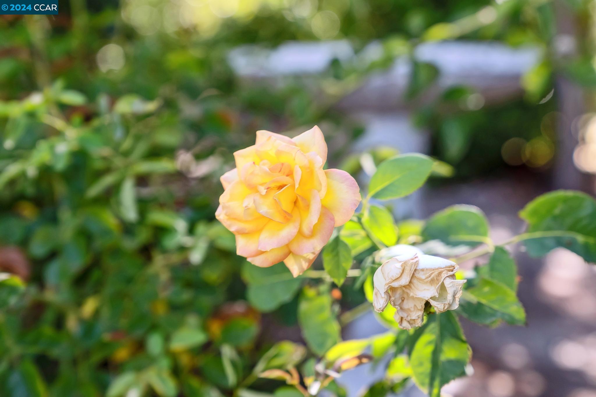 1409 Emmons Canyon Dr