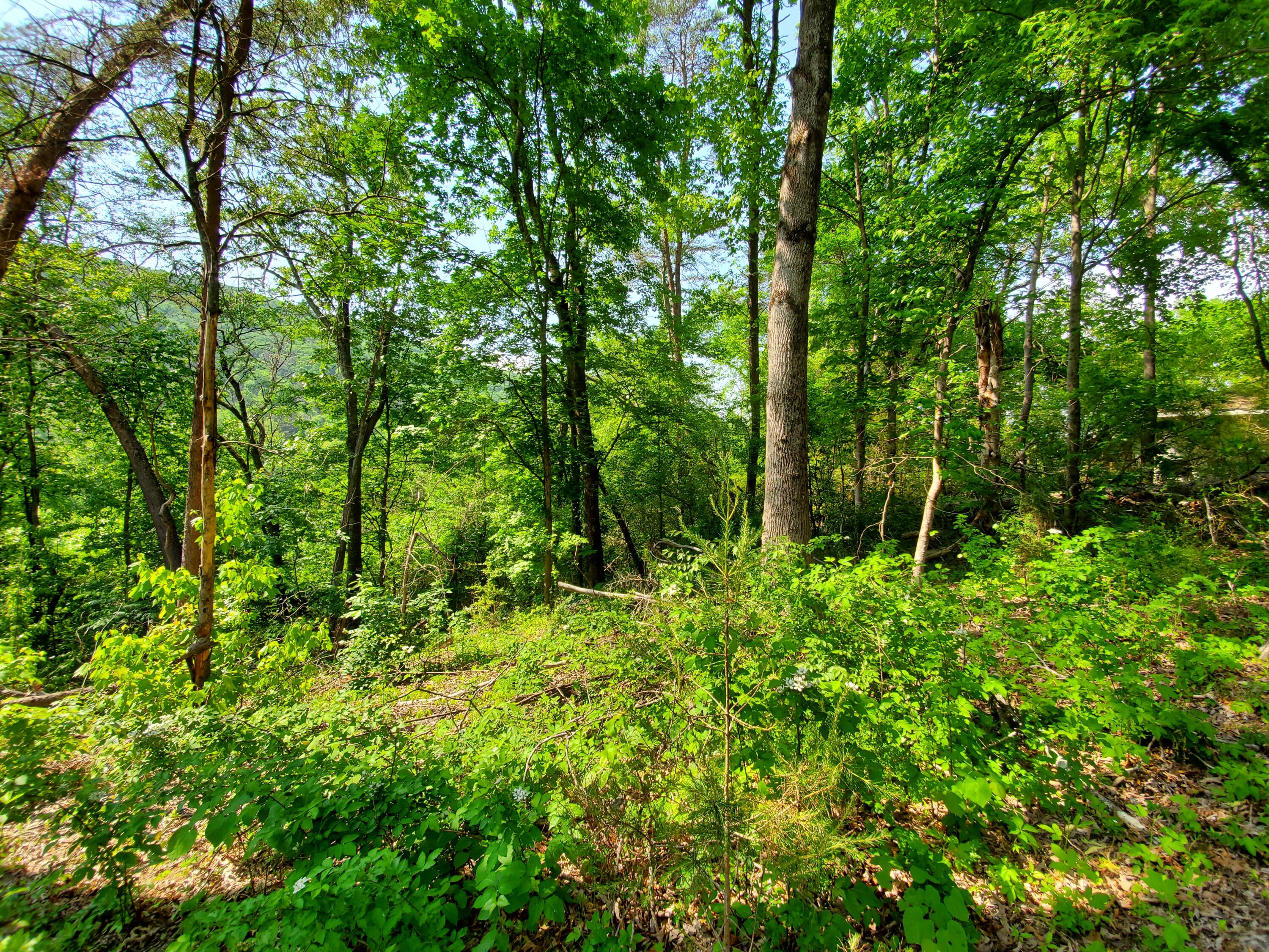 11058 & 62 Loop Road