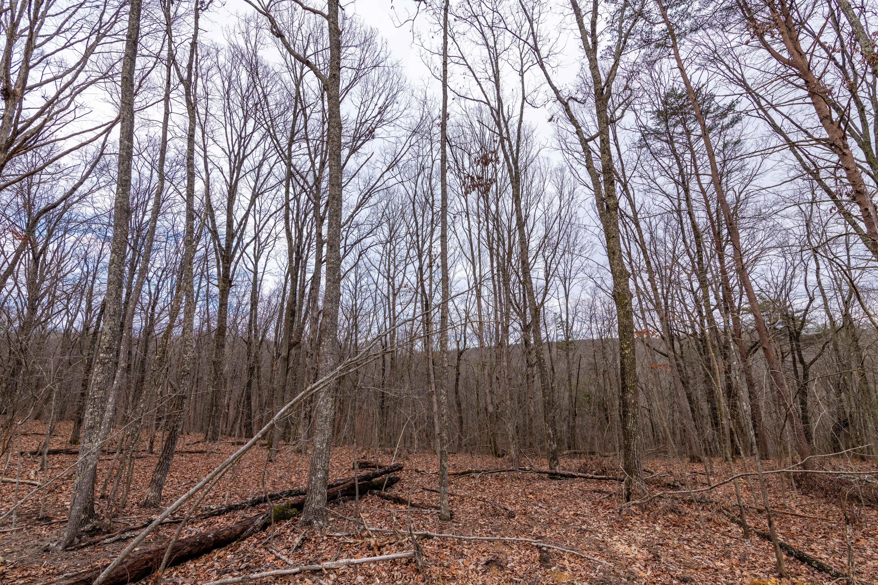 5159 Virginia Pine Road, 94