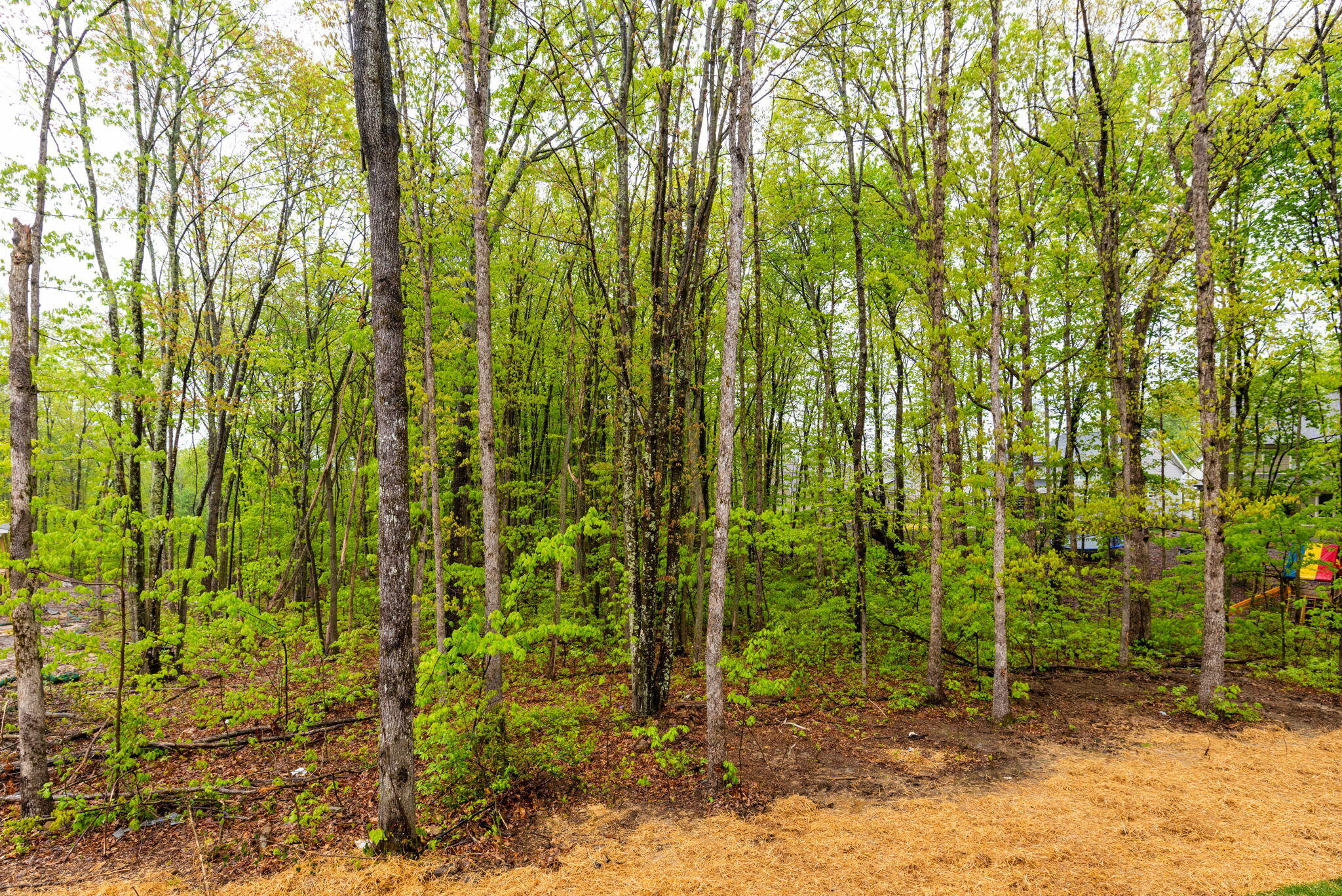 4996 Virginia Pine Road