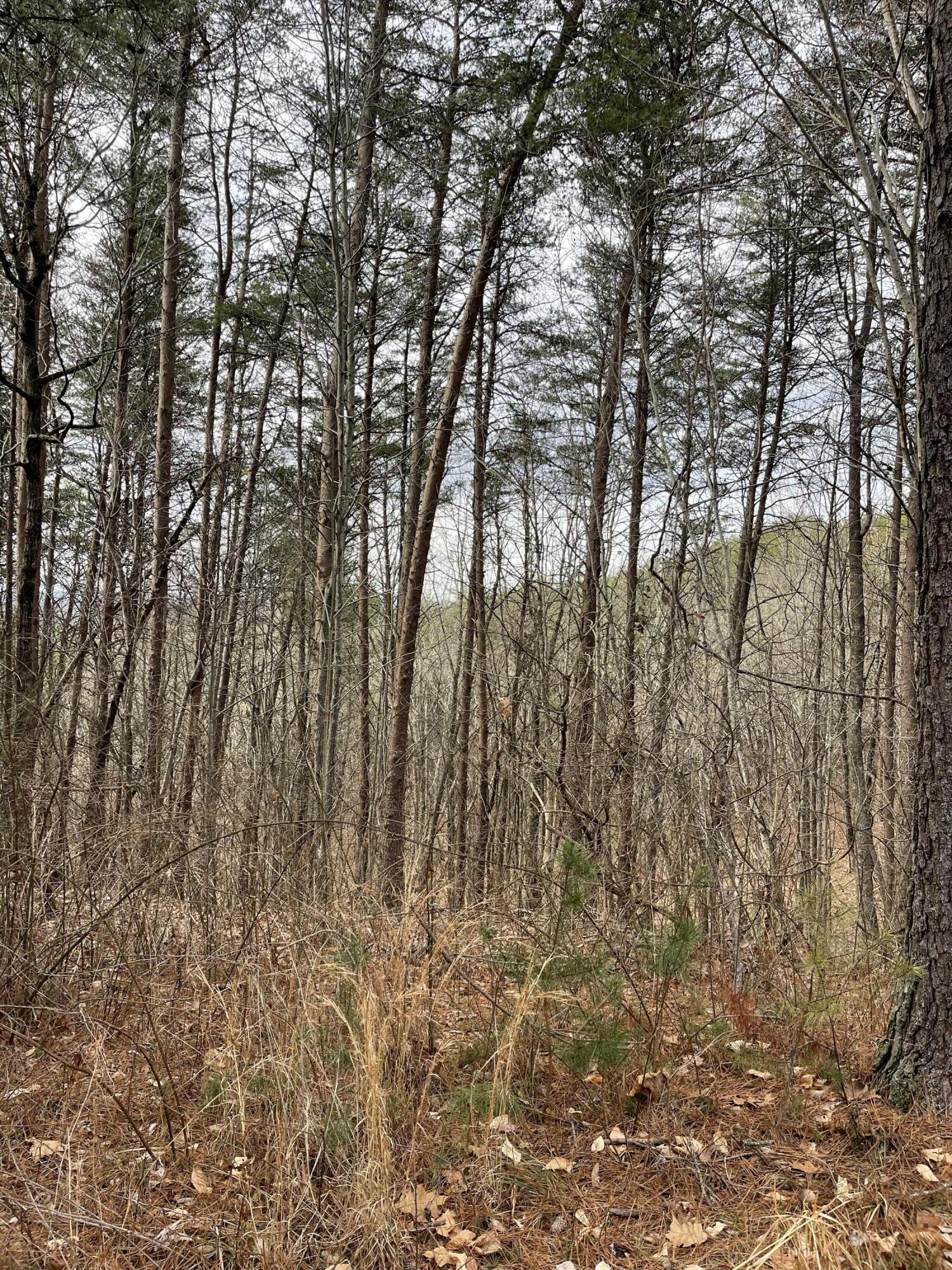 6.78 Acres Bill Milen Rd Road