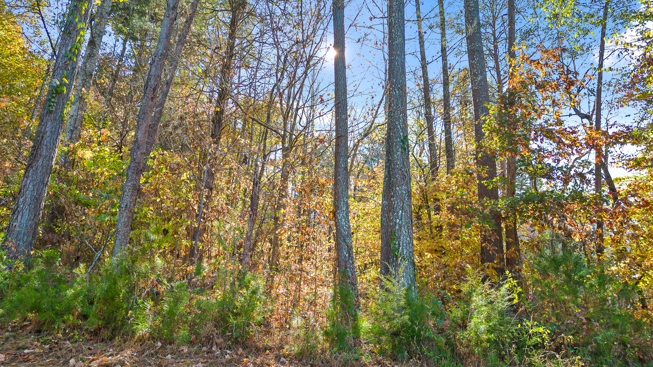 1736 Oakbrook Trail, 5