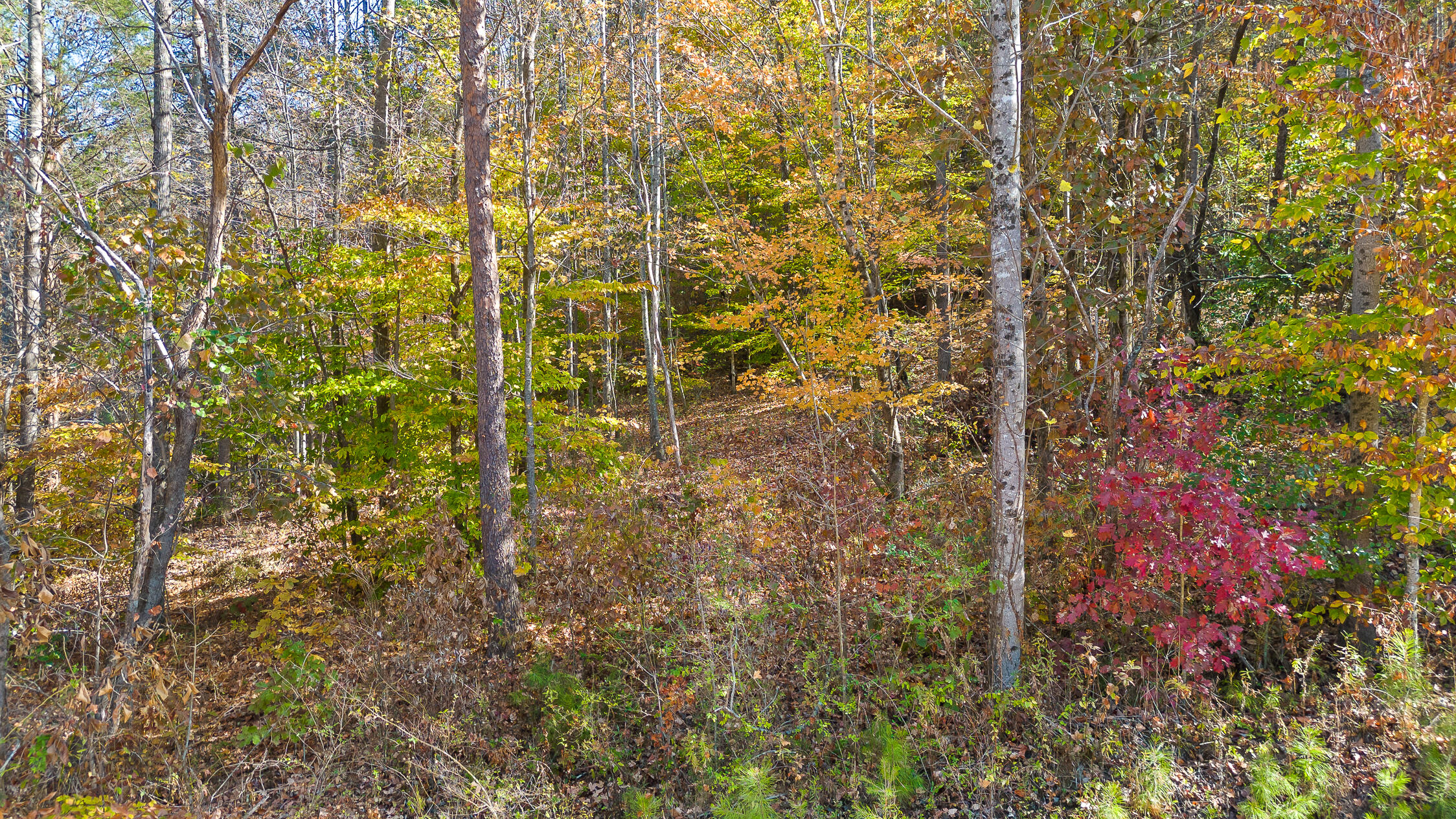 1736 Oakbrook Trail, 5