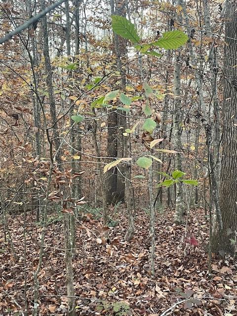 468 Horns Creek Road